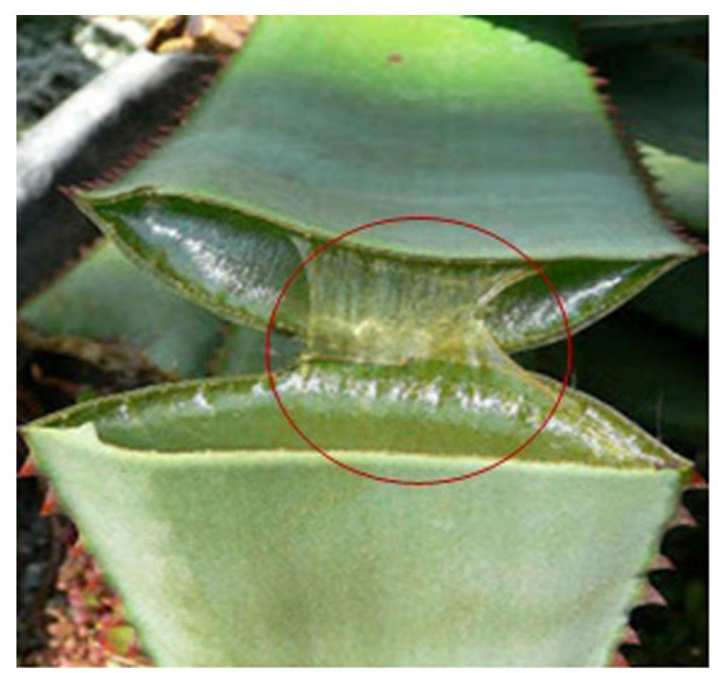 Fig.1 Shows the cactus gel according tohttp://blogs.biomedcentral. com/bmcseriesblog/wp-content/uploads/sites/9/2015/02/640px-Split _Aloe.jpg 26-3-2017 