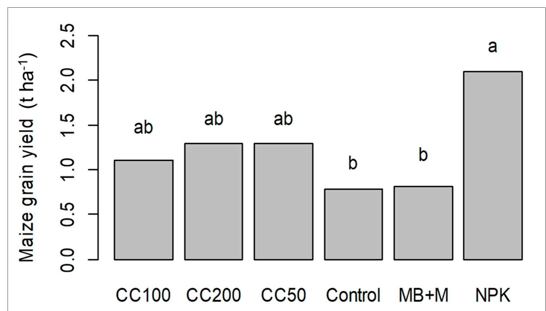 Maize grain yield in response to maize-mung bean