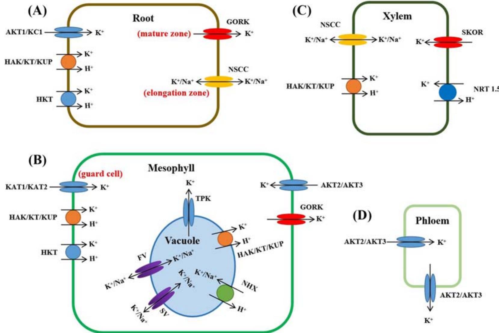 (PDF) Potassium transporters and their evolution in plants under salt ...