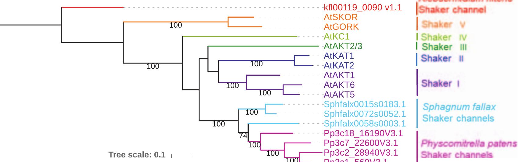 (PDF) Potassium transporters and their evolution in plants under salt ...