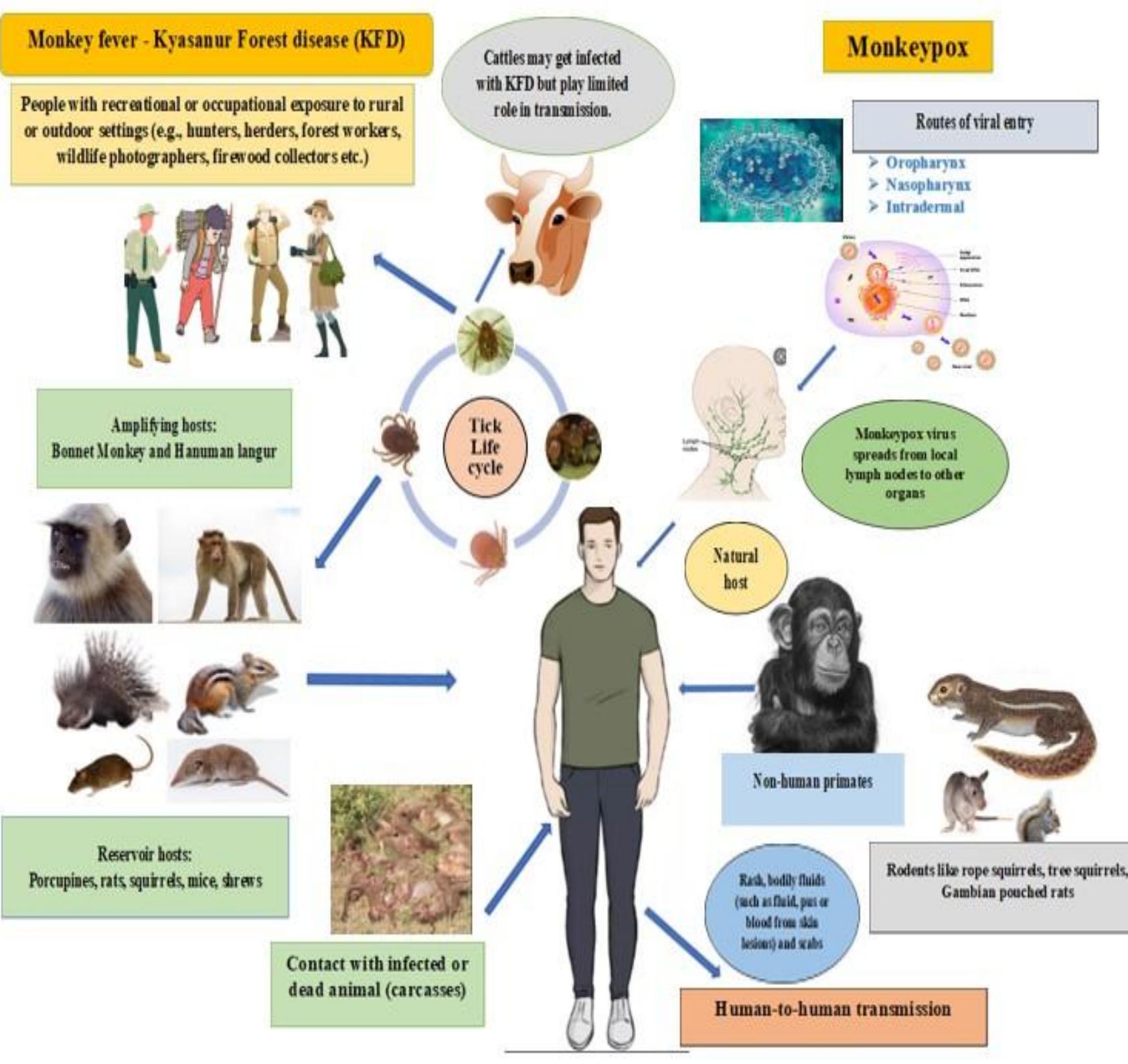 Monkey Fever (PDF) Monkeypox and Monkey Fever: Basic Understanding for Better ...