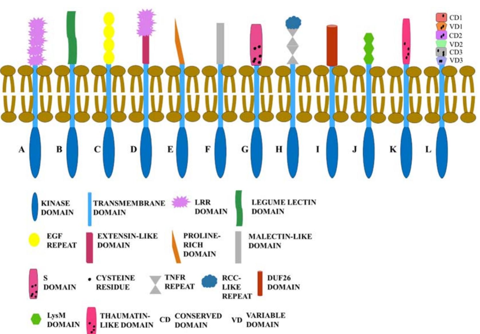 Rlk Rlck Figure 2 - from Receptor-like kinases induced by abscisic