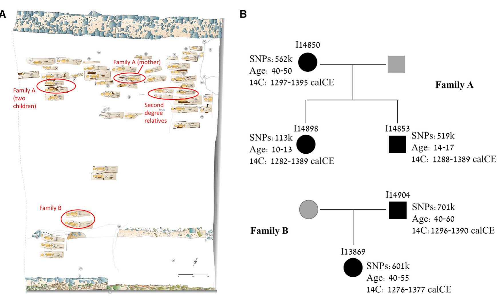 Figure 1. The medieval Jewish cemetery at Erfurt  (A) The layout of the cemetery. The inner city wall and the outer city wall are at the bottom and top of the map, respectively. Family members are marked in red ellipses (See next).  (B) The pedigrees of the two families identified based on first degree relationships. Black symbols represent individuals with DNA; gray symbols represent inferred family members. Circles: females; squares: males. For each individual, we indicate the ID, the number of genotyped SNPs, the estimated age at death, and the '4C date (95.4% probability intervals).  Qaa alen Fiqiira C1 