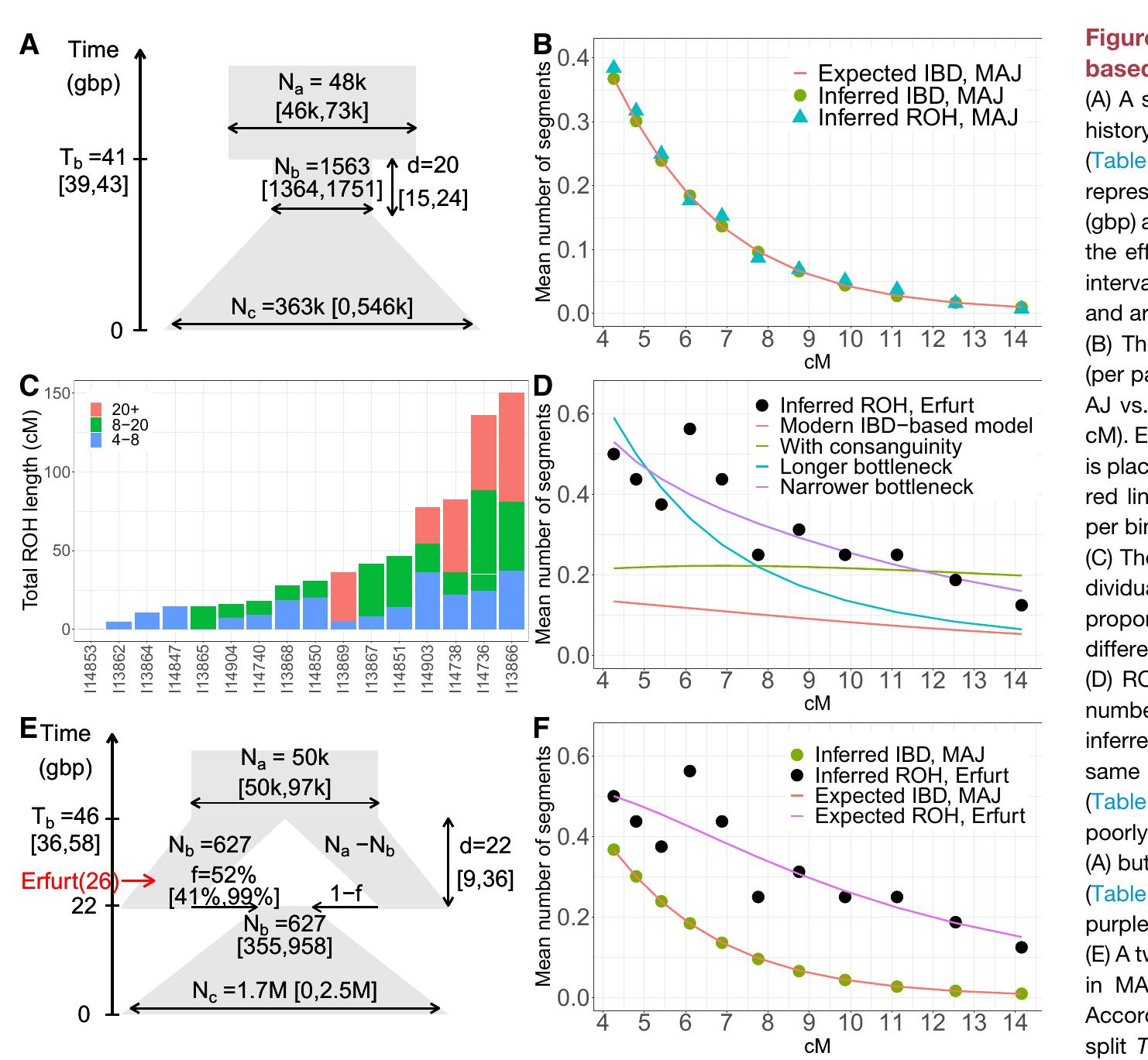 indicated in red) and another of size Nz — Np. At the end of the bottleneck, the two populations merged with proportions f = 52% and 1 — f, respectively, and expanded exponentially as in the single-population model. The time of sampling of the Erfurt population is shown at 26 generations ago (assuming 25 years per  generation). (F) Counts of IBD segments in MAJ (green circles; same data as in [B]) and ROH in EAd (black circles; same data as in [D]), and the expectations (lines) based on  the two-population model of (E) (MAu, red; EAu, pink). See also Figures S4 and S5.  We list the mtDNA lineages of EAJ in Data S2, Table 1 and report the number of carriers of the four most common Ashke- nazi lineages (Behar et al., 2006) in Table S4. Remarkably, among 31 unrelated EAJ, 11 (35%) carried the K1ai1b1a lineage, which is nearly absent in individuals of non-Jewish ancestry (Be- har et al., 2006). This is greater than the 20% frequency in MAJ (p = 0.04; two-tailed binomial test; Table S4). All 11 carriers had identical sequences except for a single C/T polymorphism at position 16223 (C count: 3/11; Data S1, section 9). A joint Bayesian analysis (Bouckaert et al., 2019) of MAJ and EAJ K1atb1a carriers (accounting for the known date of the EAd in- dividuals; STAR Methods) suggested a median posterior time to the most recent common ancestor about 1500 years ago, slightly earlier than previous point estimates (Behar et al., 2006; Costa et al., 2013), but with very high uncertainty (95% highest posterior density interval: 650-6700; Data S1, section 9).  The frequency of Kiaib1a in Erfurt-ME (7/13 = 54%) was 