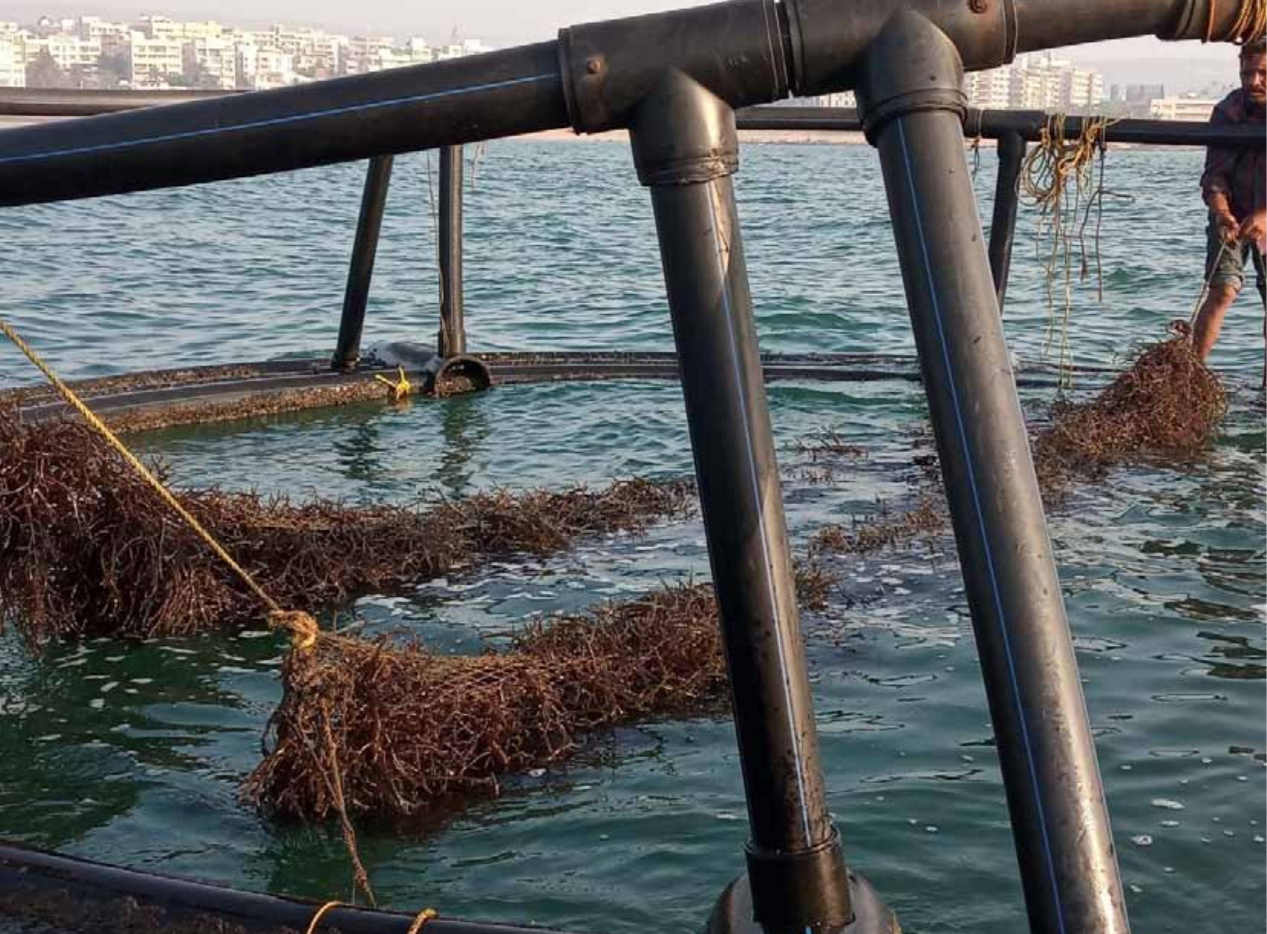 Net tube based integrated seaweed (k. alvarezii) culture in