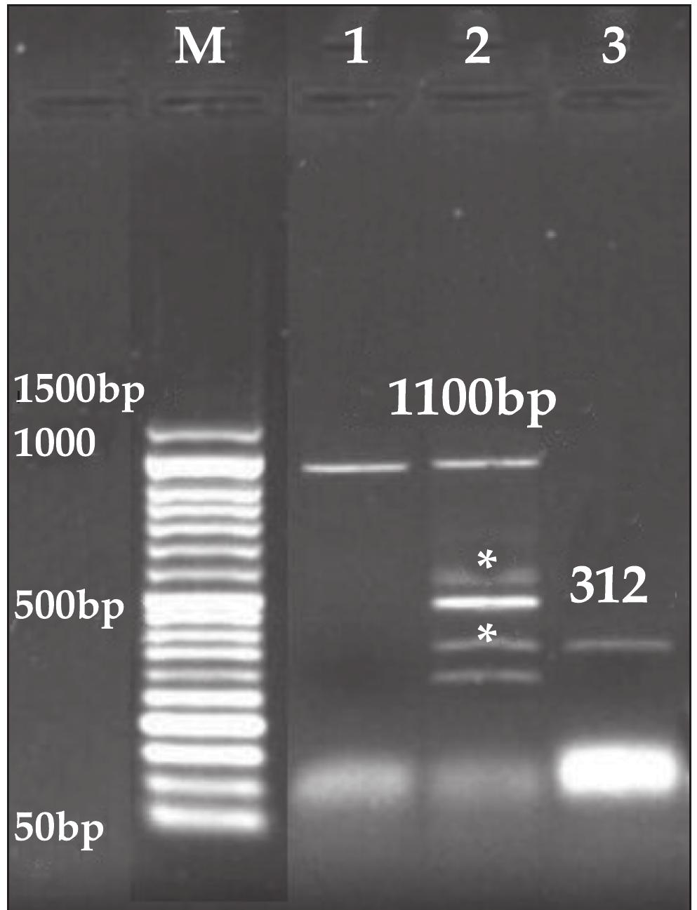(PDF) Microscopic, Serological and Molecular Screening of Theileria ...