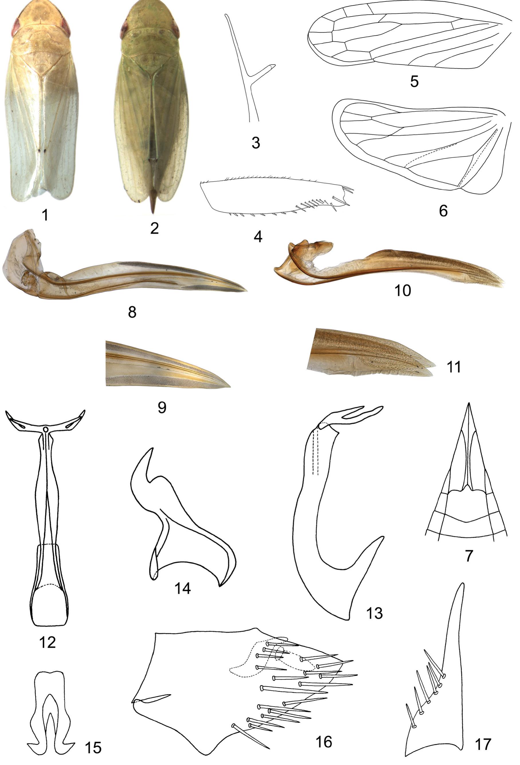 Valvulae Insect Figure 1 - from The Chinese Hecalina (Hemiptera: