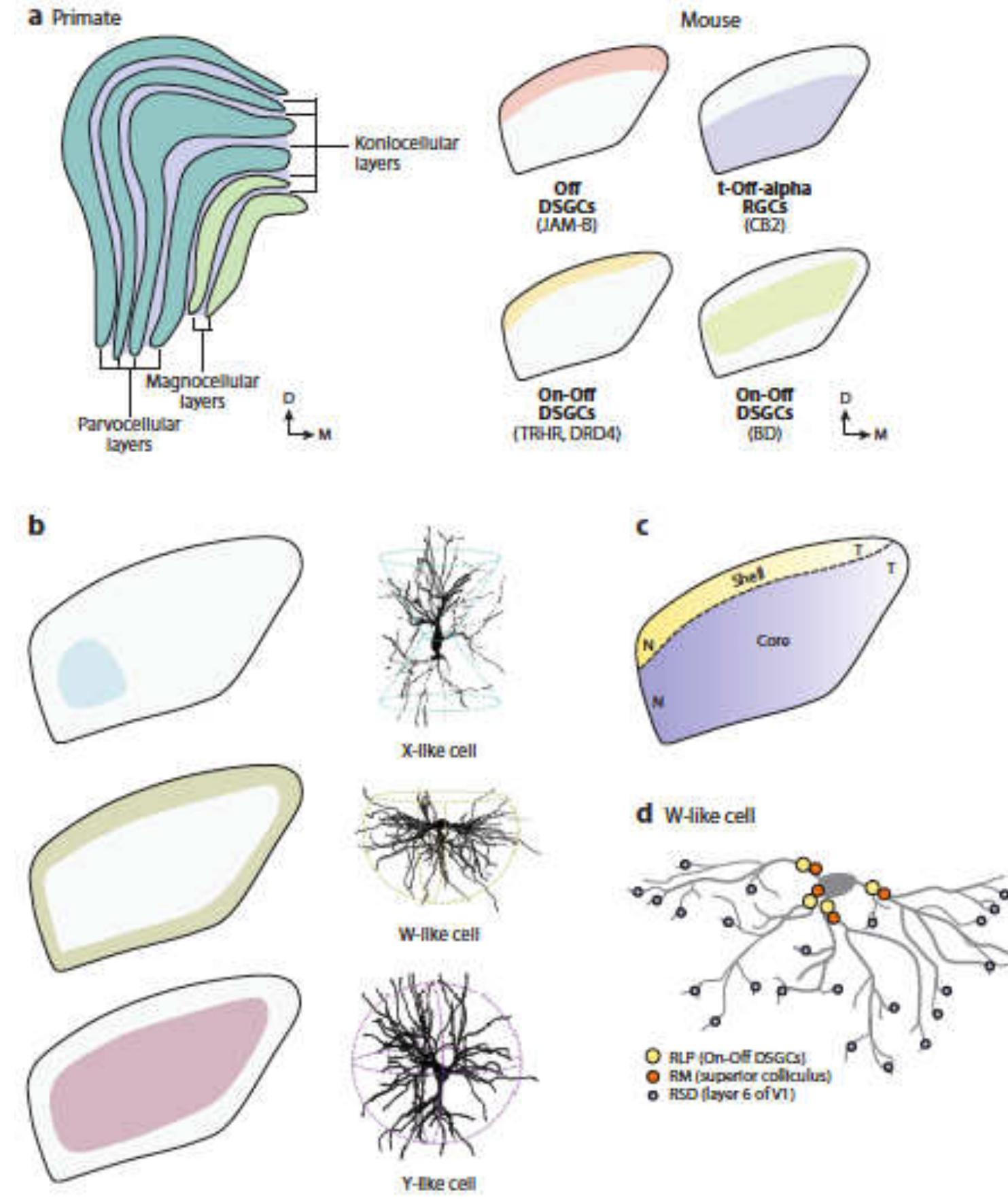 2: schematic of mouse retinal ganglion cells and their
