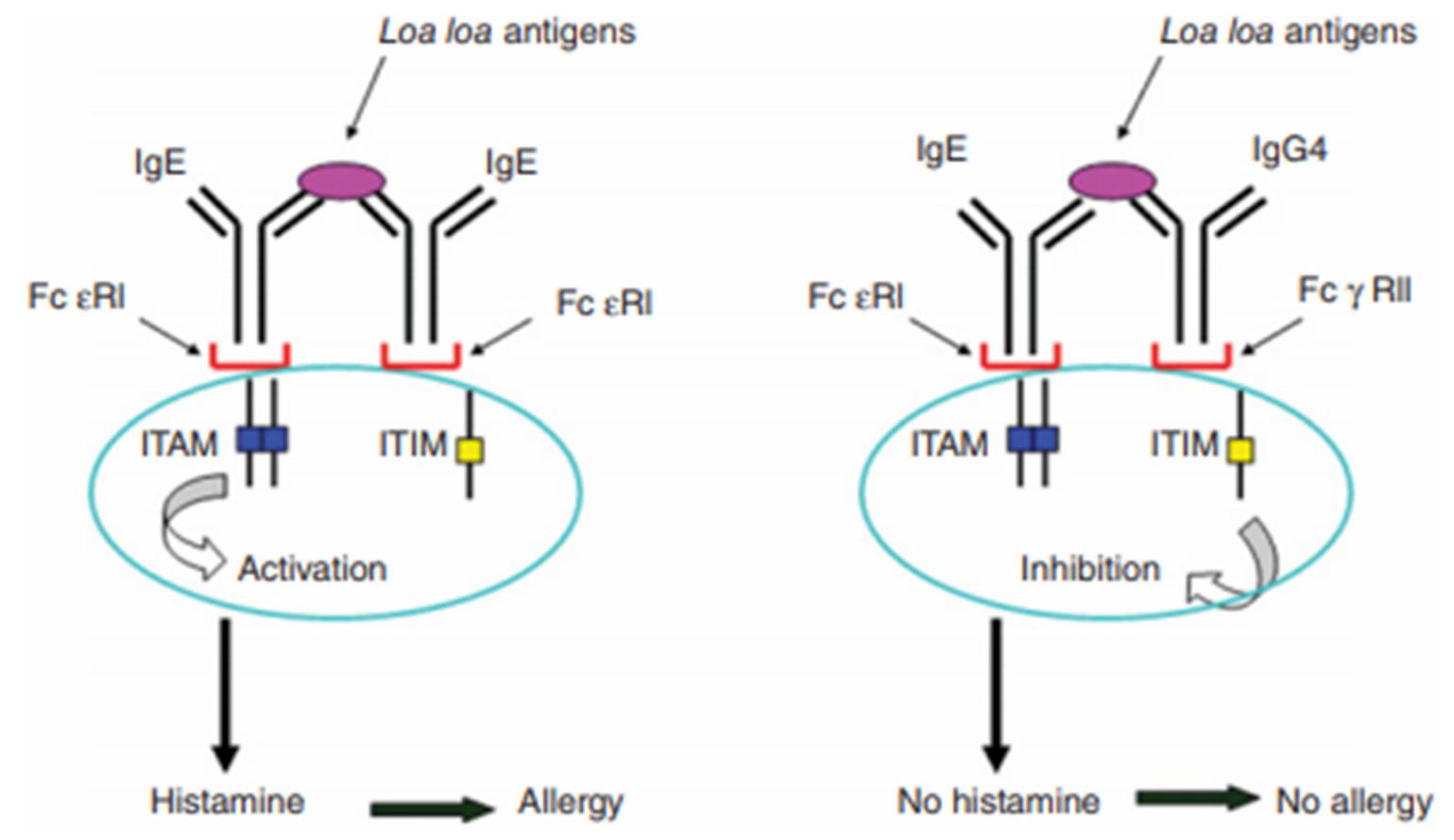(PDF) The Human Filaria Loa loa: Update on Diagnostics and Immune Response