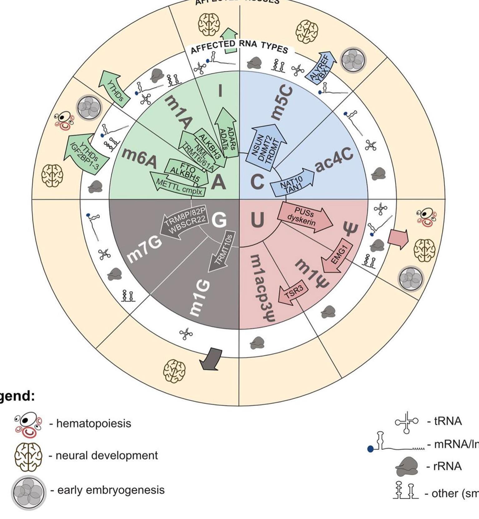 (PDF) The role of post-transcriptional modifications during development
