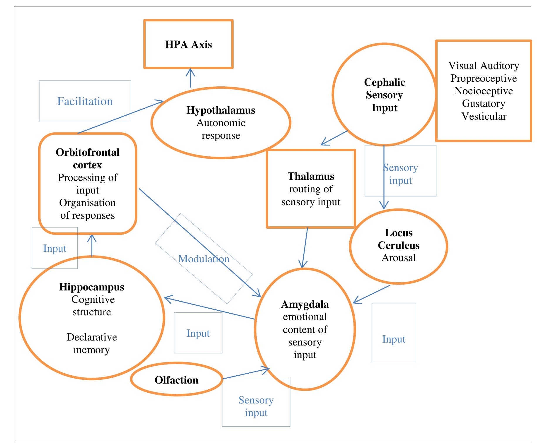 Theoretical diagram of pathways for arousal and memory