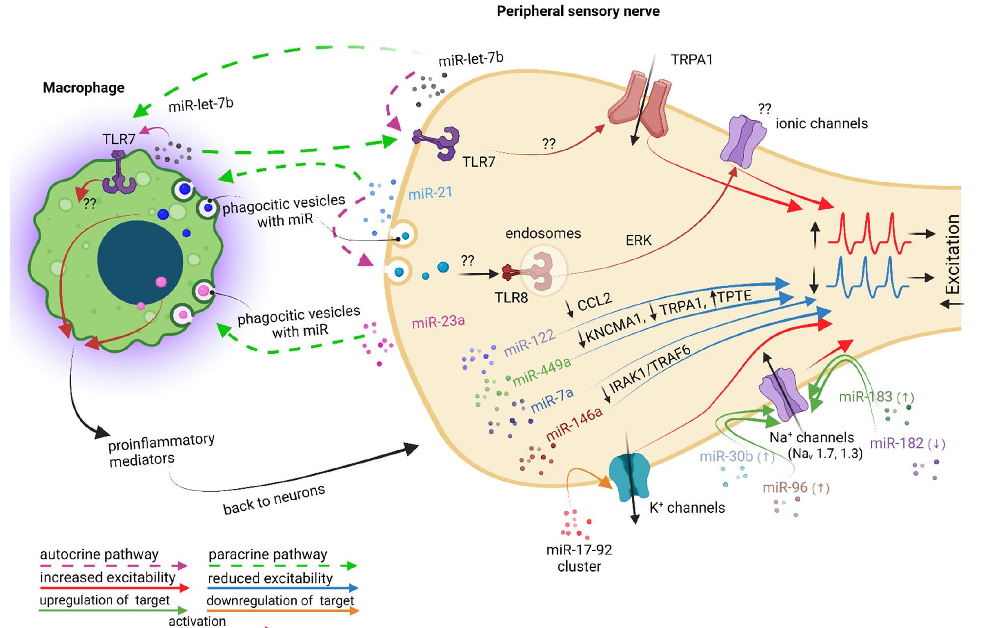 (PDF) The Yin/Yang Balance of Communication between Sensory Neurons and ...