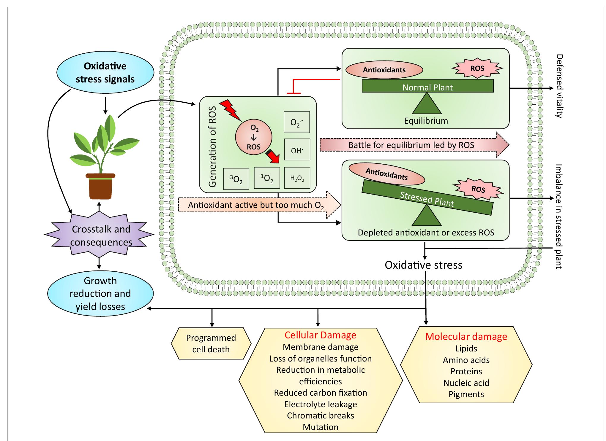 Oxidative stress in plants and its significance. under