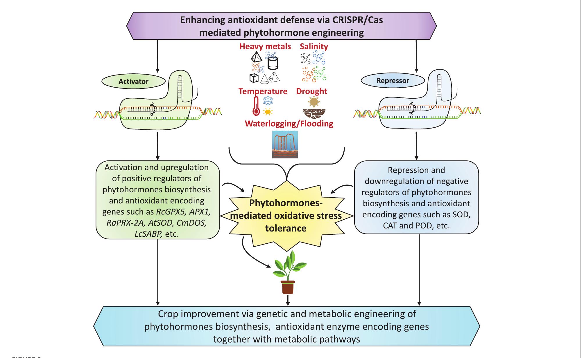 Oxidative stress in plants and its significance. under