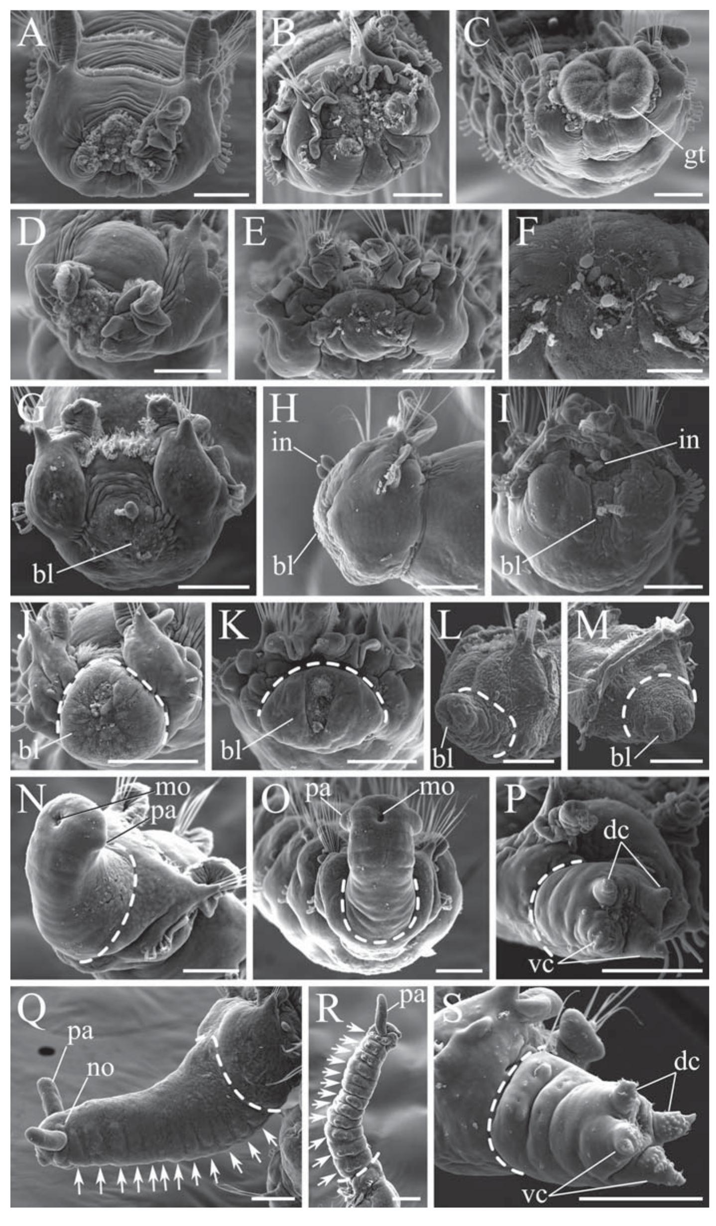 Pygospio elegans, adult worm morphology. a — general view of