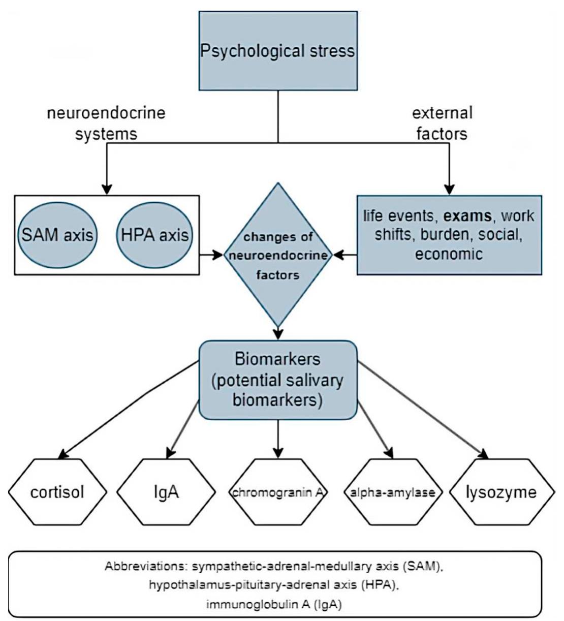 Functional Stress (PDF) A Review of Psychological Stress among Students and Its ...