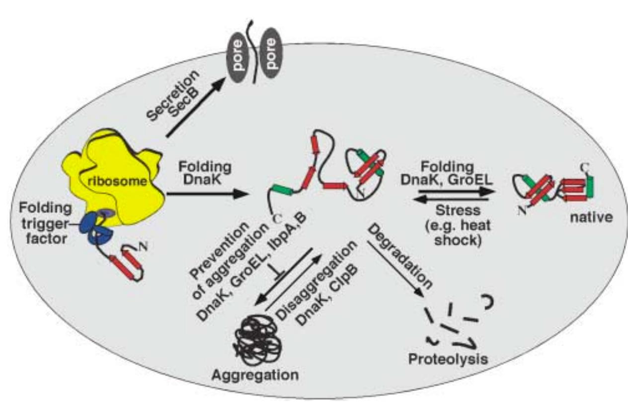 (PDF) Mechanisms of Protein Folding: Molecular Chaperones and Their ...