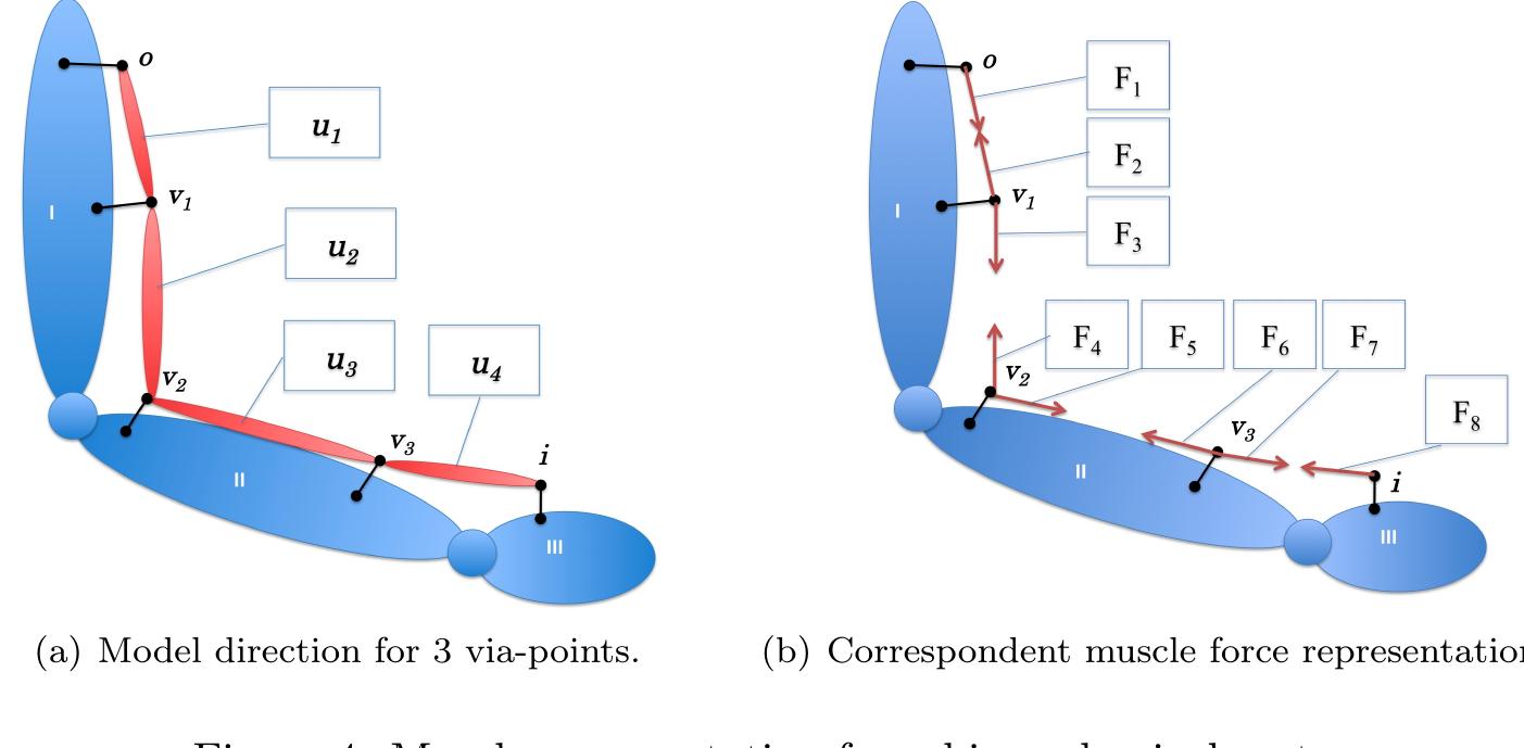 Muscle Direction Model (PDF) Development of a Hill-Type Muscle Model With Fatigue for the ...