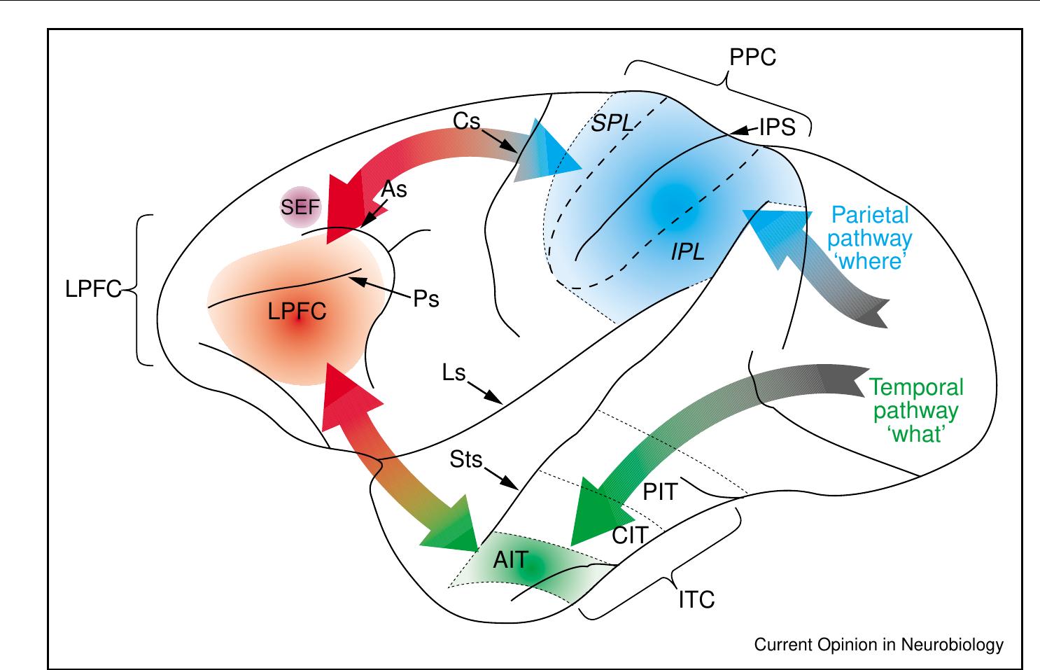 Substol Pathway (PDF) Neural correlates of categories and concepts