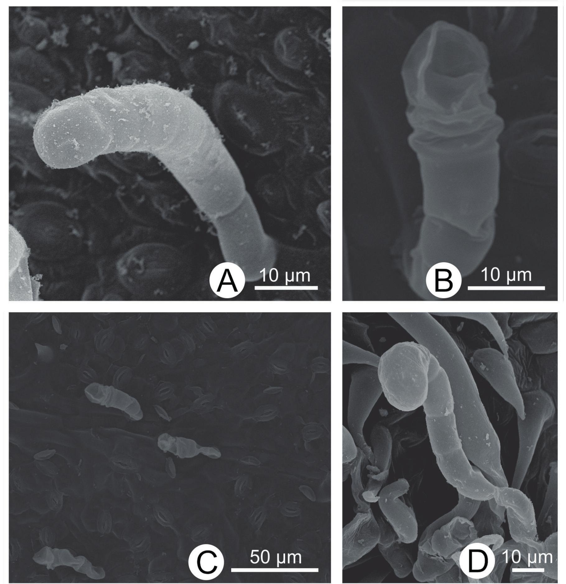Bema Rosid (PDF) Morphological diversity of glandular trichomes in Urticalean Rosids
