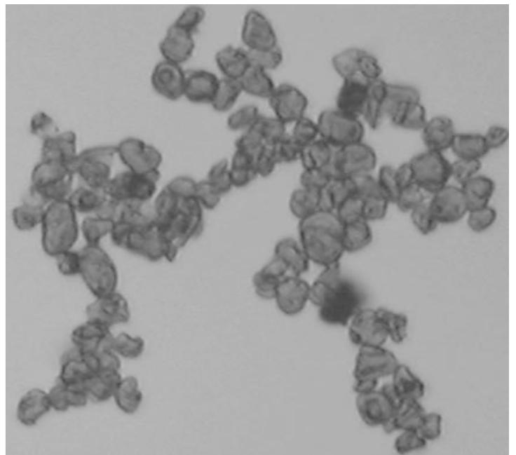 Toner Ink Particles Typical picture from the optical microscope of toner