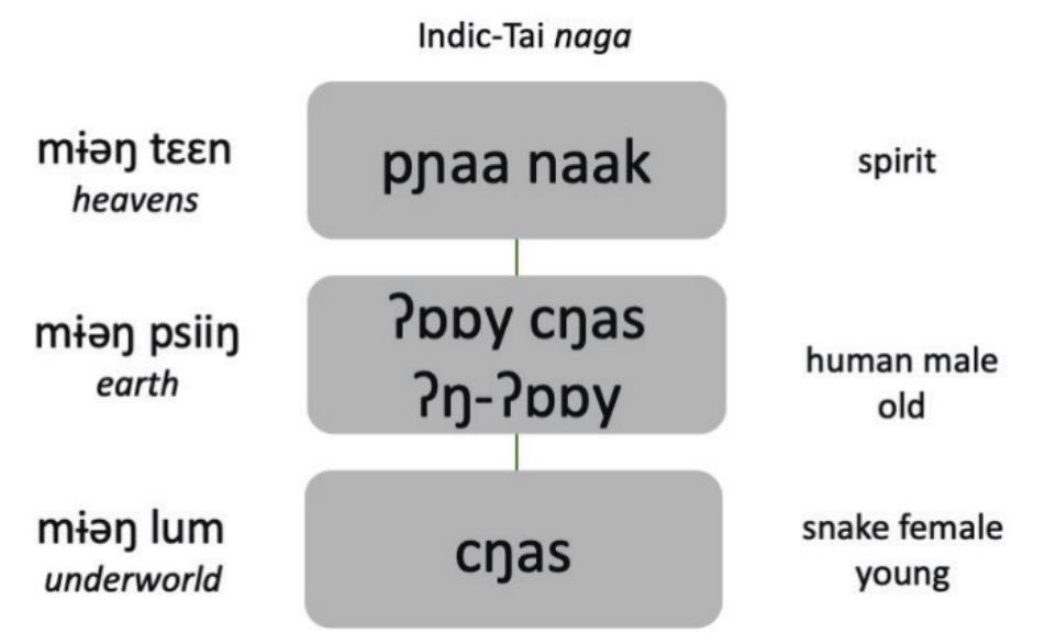 Austroasiatic ‘centipede’  i a ee SA Se  Observing language use in Bit oral literature, we find an inherent feminine default for cyas. The term cyas mrpv ‘male ngeuak’ indicates that a male manifestation requires lexical marking. There may be internal cultural motivation for the female basis in Bit distinct from the regional idea of naay naak. In Bit, insects are considered to be female, as indicated by the use of the third person feminine pronoun as a definite marker (Badenoch 2016). If cyas originally meant ‘centipede’, this word would take the feminine pronoun, so it is possible that this grammatical factor at reinforced the regiona tendency. However, when cyas appears in the form of pnaa naak, it is always as a male deity. Taking a human form, pnaa naak is also called ?yny cyas (not marked for gender or ?y-Povy (marked as masculine), a general term for powerful supernatural characters meaning ‘The Old Man’. Davis (1984) suggests that Tai spirits with /aay/ prefix can be associated with aboriginal origins, but in Bit folklore ?nvy ‘grandfather’ is also a genera reference to the sky. The three most common ?y-?nvy are Indra, Thaen and Naga, all of whom move easily between male human and non-human forms.  Linguistically, story tellers differentiate cyas, Pppy cyas and pnaa naak,  