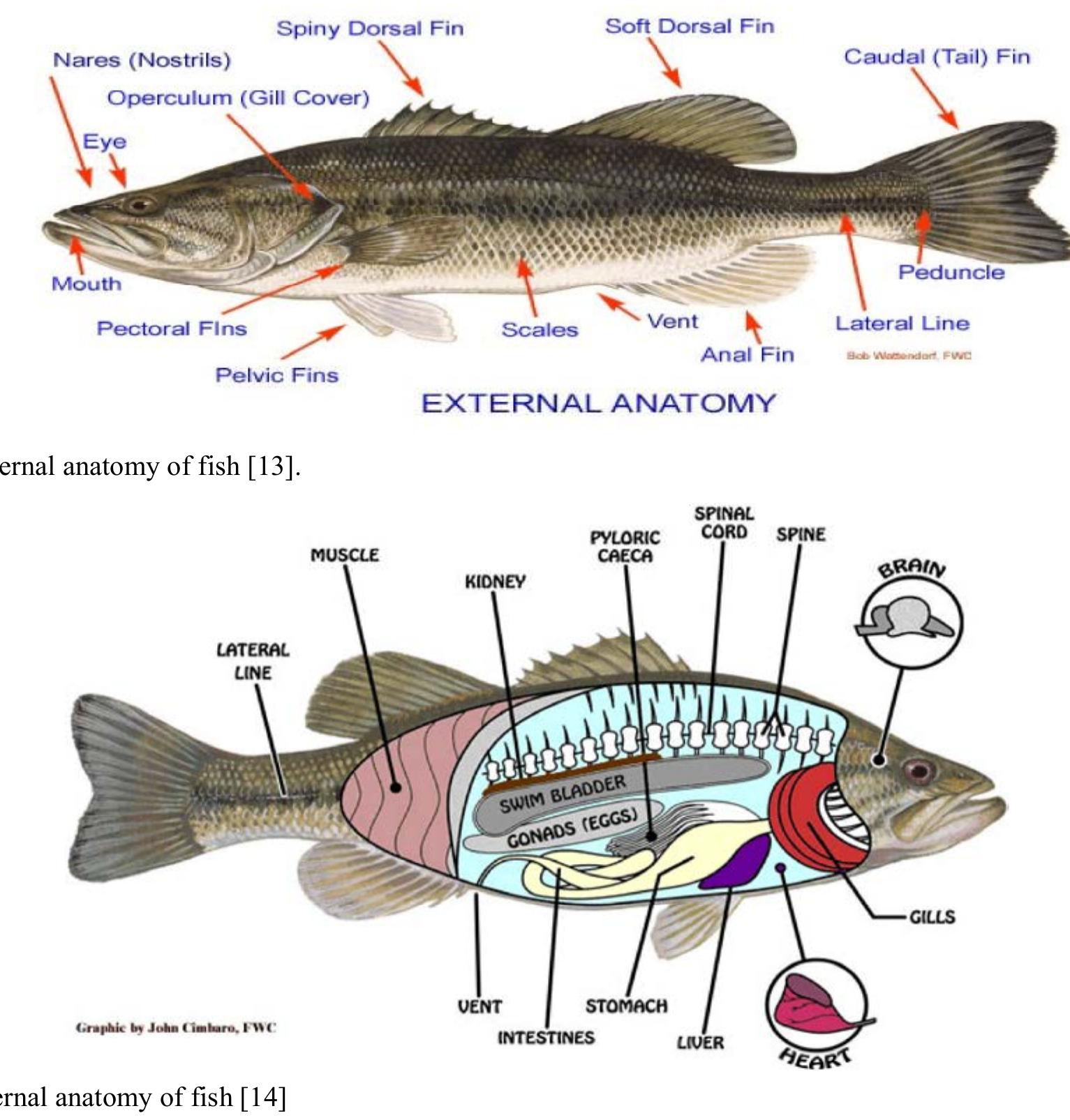 (PDF) Occurence and Distribution of Bacterial Pathogens from Commonly ...