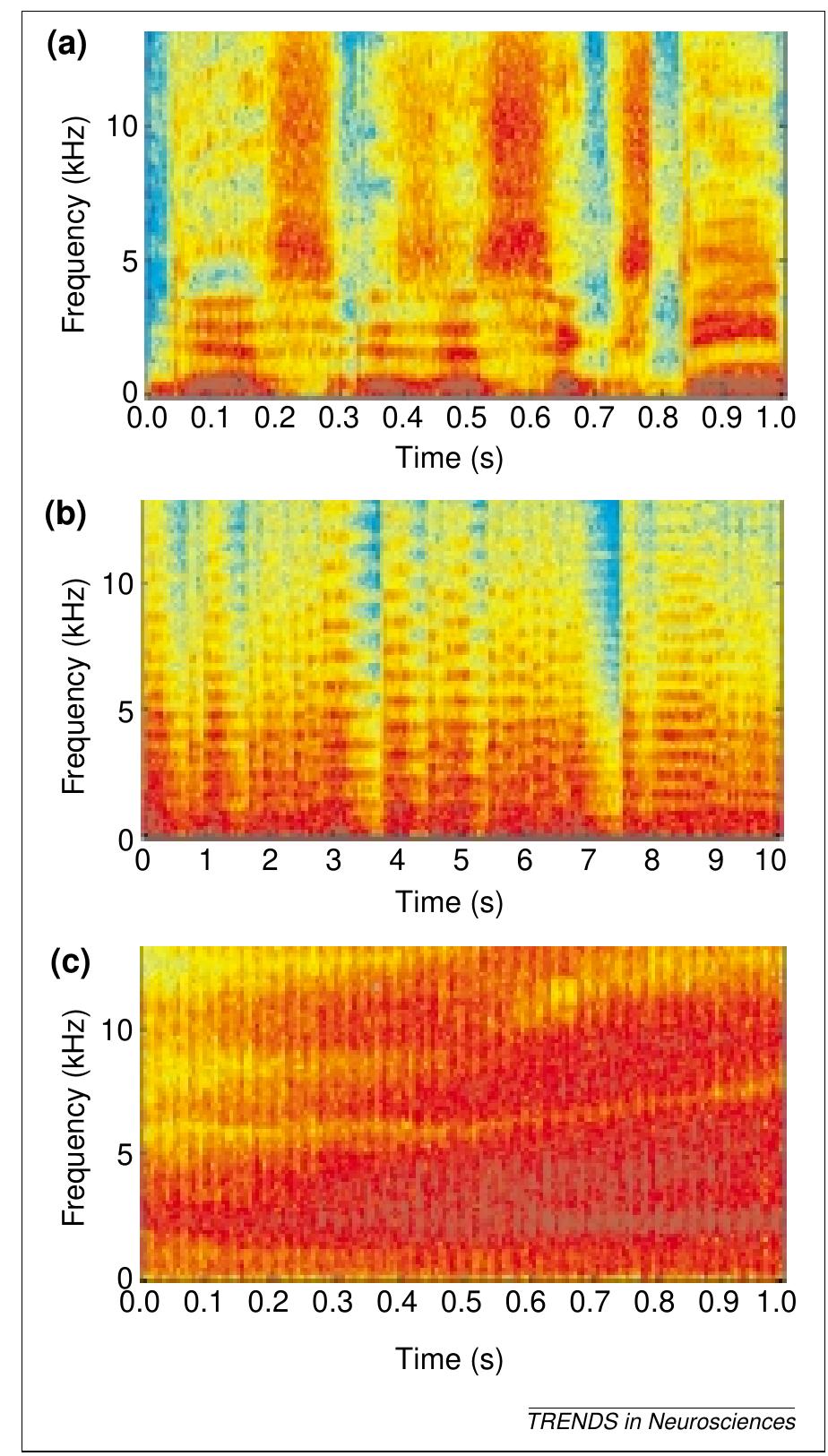 Insect Spectrogram (PDF) The planum temporale as a computational hub