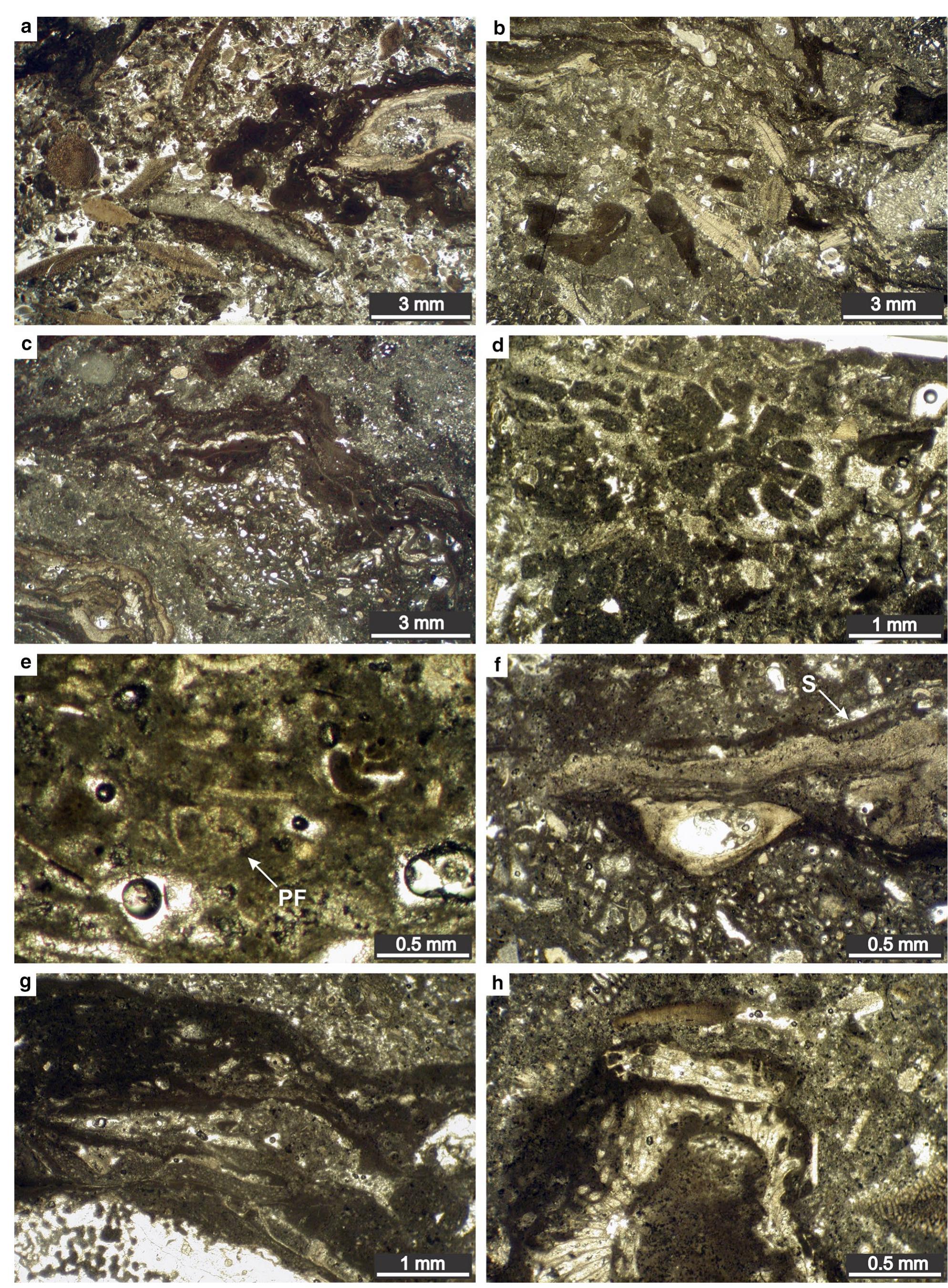 Figure 12 - from Age, microfacies and depositional