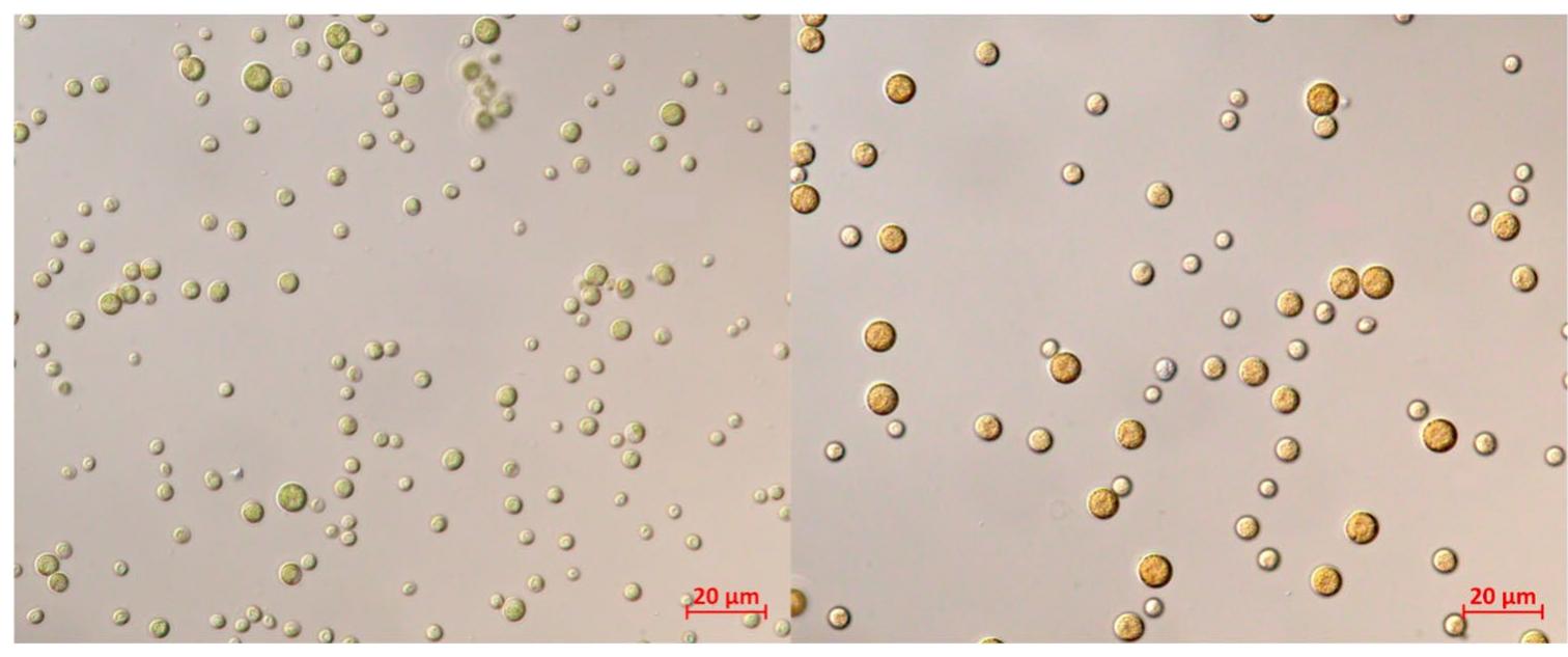 The proportion of organelles within C. zofingiensis varies depending on the culture conditions and the stage of growth. The chloroplast is located peripherally in the cytoplasm and has been reported to occupy 12-50% of the cell volume [9, 45]. In terms of biorefinery, the chloroplast could be of potential value, since cells could be mildly disrupted thereby leaving the chloroplasts intact, facilitating the recovery of membrane-bound pigments or starch granules. Young C. zof- ingiensis cells have one chloroplast or 14 thin parietal chlo- roplasts abundant with small starch granules which could be an easily separated product [9, 31, 36, 41]. Starch granules, within the chloroplast, increased nearly fivefold in hetero- trophic cells, representing 30.9% of the chloroplast volume and 10.2% of the overall cell [45]. Mature cells contain mul- tiple chloroplasts because the chloroplast cell membranes become thicker and break into numerous smaller fragments (31, 41]. Therefore, if aiming to obtain whole chloro- plasts, disrupting mature cells mildly could be preferable.  