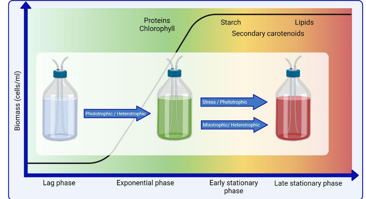 Most of the research on this species investigates the effect of culture conditions and growth modes on cellular compo- sition. Given a large number of variables on different strains of interest, a wealth of literature is available providing a broad range of results. To distil this information and frame it in the context of a biorefinery approach, the data has been categorised into the different growth modes each of which can be used to obtain high quantities of carotenoids and lipids, which are both desirable as part of a biorefin- ery process for this species (Fig. 3). Stressed phototrophic and mixotrophic or heterotrophic cultivation are unfavour- able for algal growth, although the biomass still increases due to the accumulation of storage compounds rather than cell division [75, 83, 124]. The benefit is that desirable components, such as astaxanthin, accumulate in the algal cells. To obtain the red phase in C. zofingiensis, a two- stage approach is required, except for when the stationary phase of stressed phototrophic cultures is used. Two stages may require additional equipment, cleaning, and energy so cultivation duration versus quantity of product should be considered. When deciding upon which method to use to optimise the biomass productivity, composition, operating expenses (OPEX), and the risk of contamination should be considered. The strengths and weaknesses of each growth mode are compared in Table 3.  