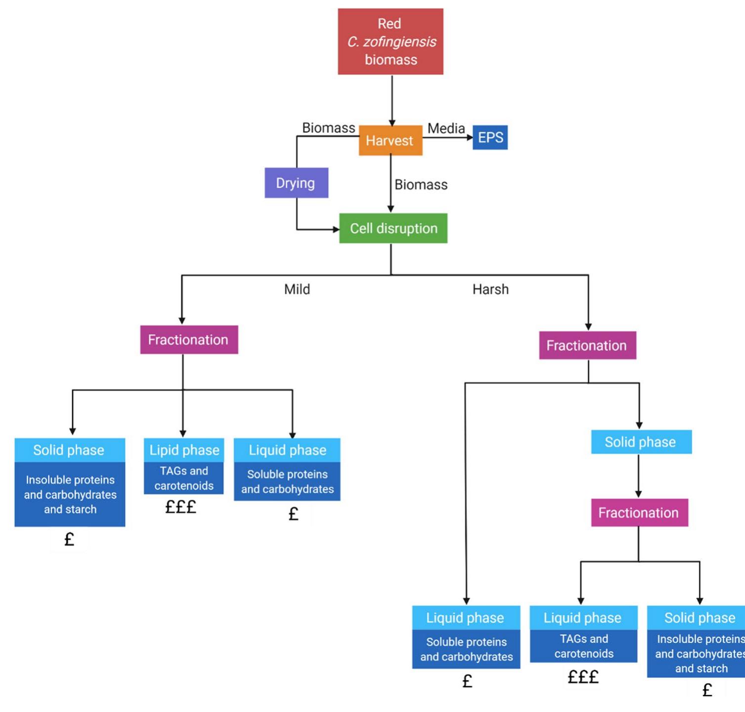 monitoring of nutrients and added sugars should take place. Zhu et al. [135] propose a biorefinery framework for C. zof- ingiensis grown in wastewater. The end products suggested are high-value products (fine chemicals, animal feed, human nutrition, protein, pharmaceuticals, cosmetics), biodiesel, biogas, and fertilisers. It is suggested that water, leftover nutrients, and CO, from anaerobic digestion are recycled into the system for further biomass accumulation. However, the specific products that can be obtained from this spe- cies were not considered for this approach, nor was a stress stage incorporated into this framework, and the fractionation mechanisms were not identified. Therefore, the proposed biorefinery process may be limited in its true feasibility.  piorefinery process may be limited in its true feasibility.  There is scope for integrating algal production with  renewab for Loca  e energy systems. For example, the Algal Solutions Energy (ASLEE) and Energy and the Bioeconomy  (ENBIO) projects showed that algae can be grown using  surplus  ocal energy for PBR lighting to assist in grid bal-  ancing. Subhadra and Edwards (2010) propose an integrated Renewable Energy Park approach that combines different  renewab  e energy industries, in resource-specific regions, for  synergetic electricity and liquid biofuel production, enabling  net-zero  carbon emissions. A combination of wind power  plant with solar panels and algal growth facilities could 