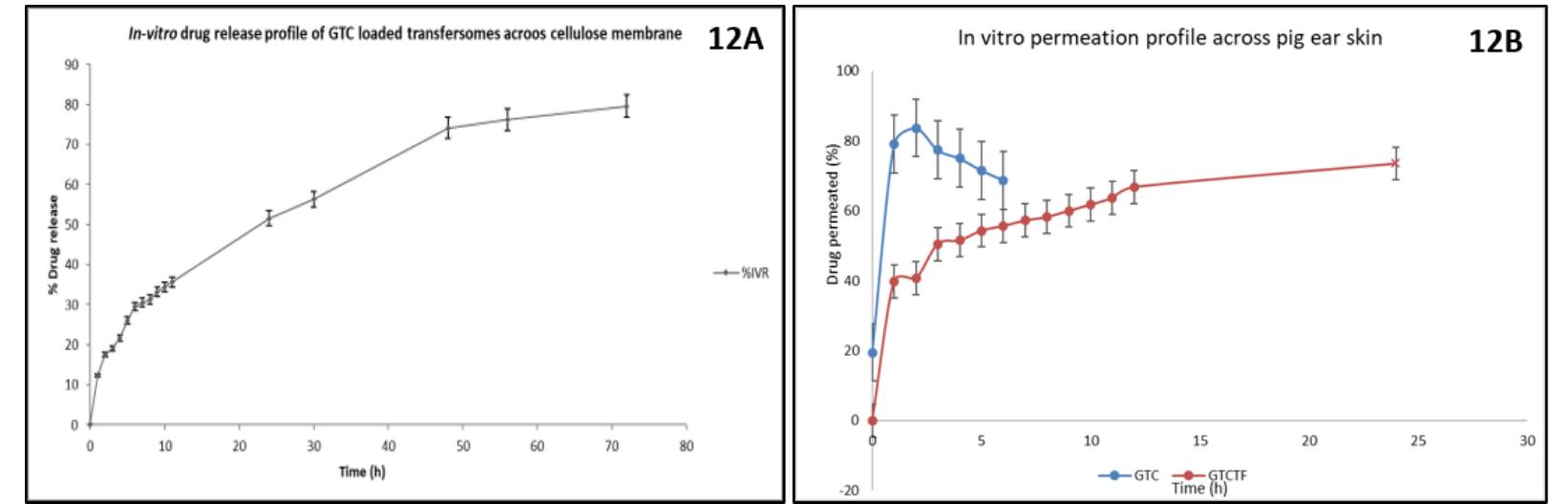 In vitro drug release and permeation profile of gtctf, 12a: