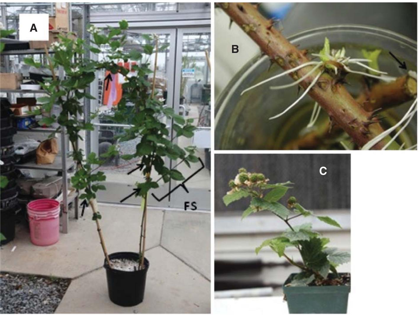(PDF) Rotating cross-arm trellis technology for blackberry production