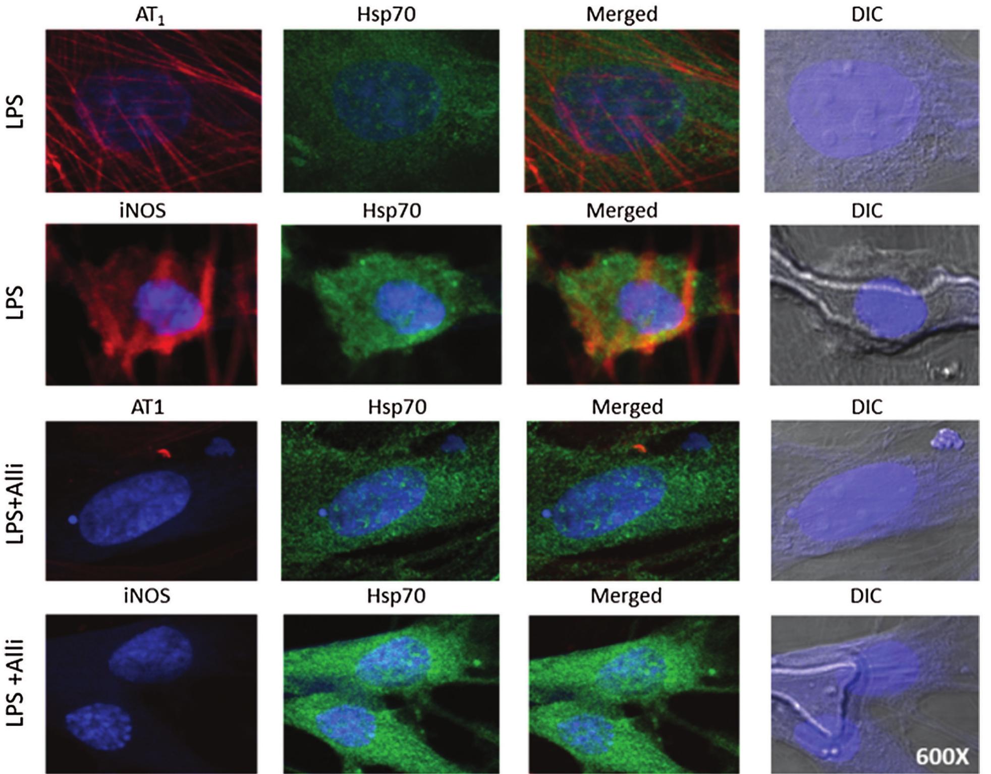 (PDF) Allicin neuroprotective effect during oxidative/inflammatory ...