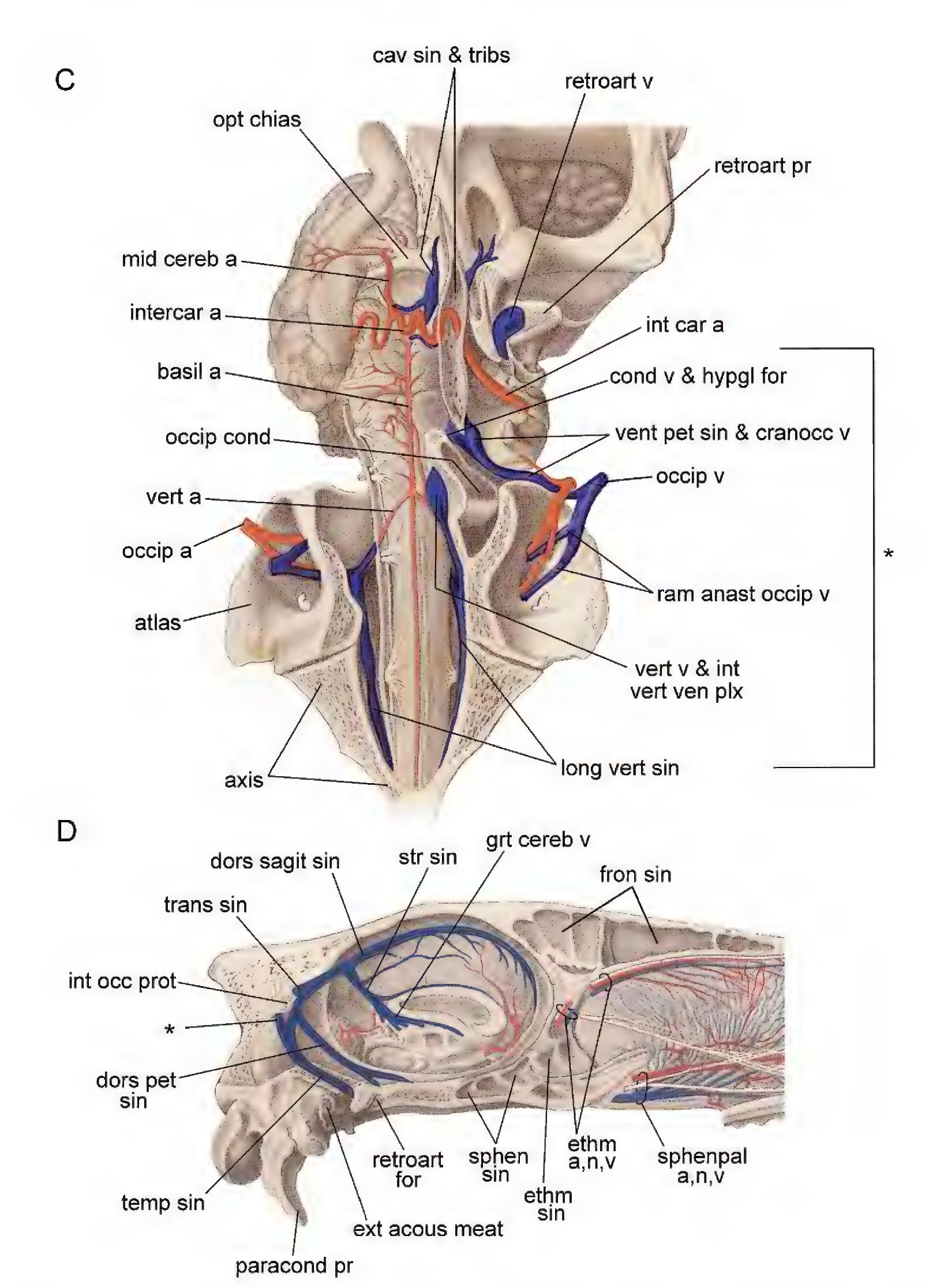 Figure 9 - from Cranial Morphology and Phylogenetic