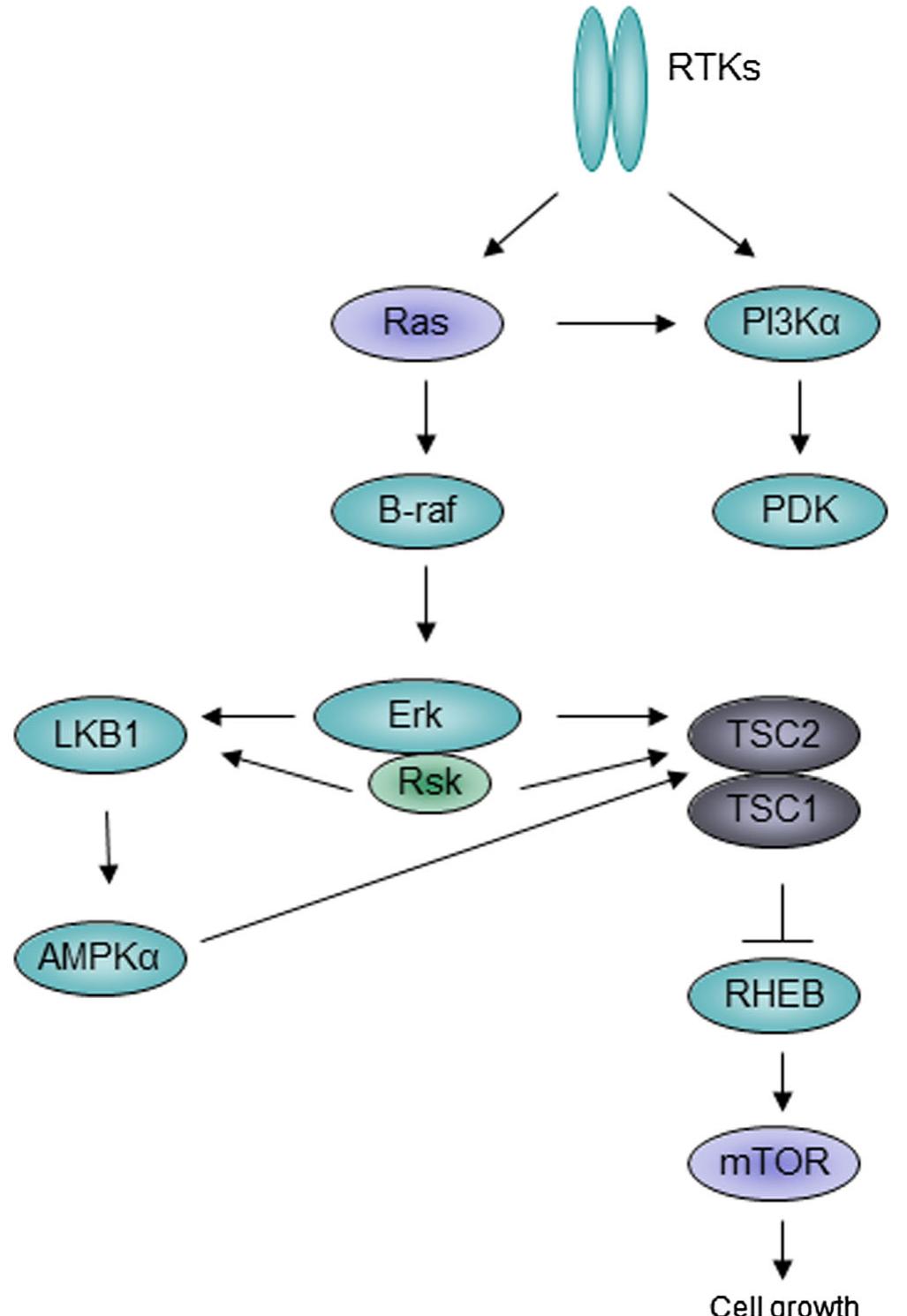(PDF) Novel mutations and role of the LKB1 gene as a tumor suppressor ...