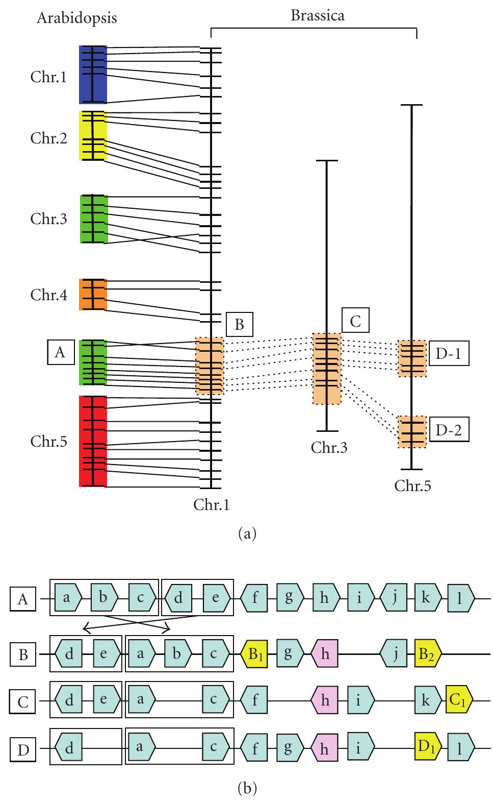 (PDF) Progress in Understanding and Sequencing the Genome ofBrassica rapa