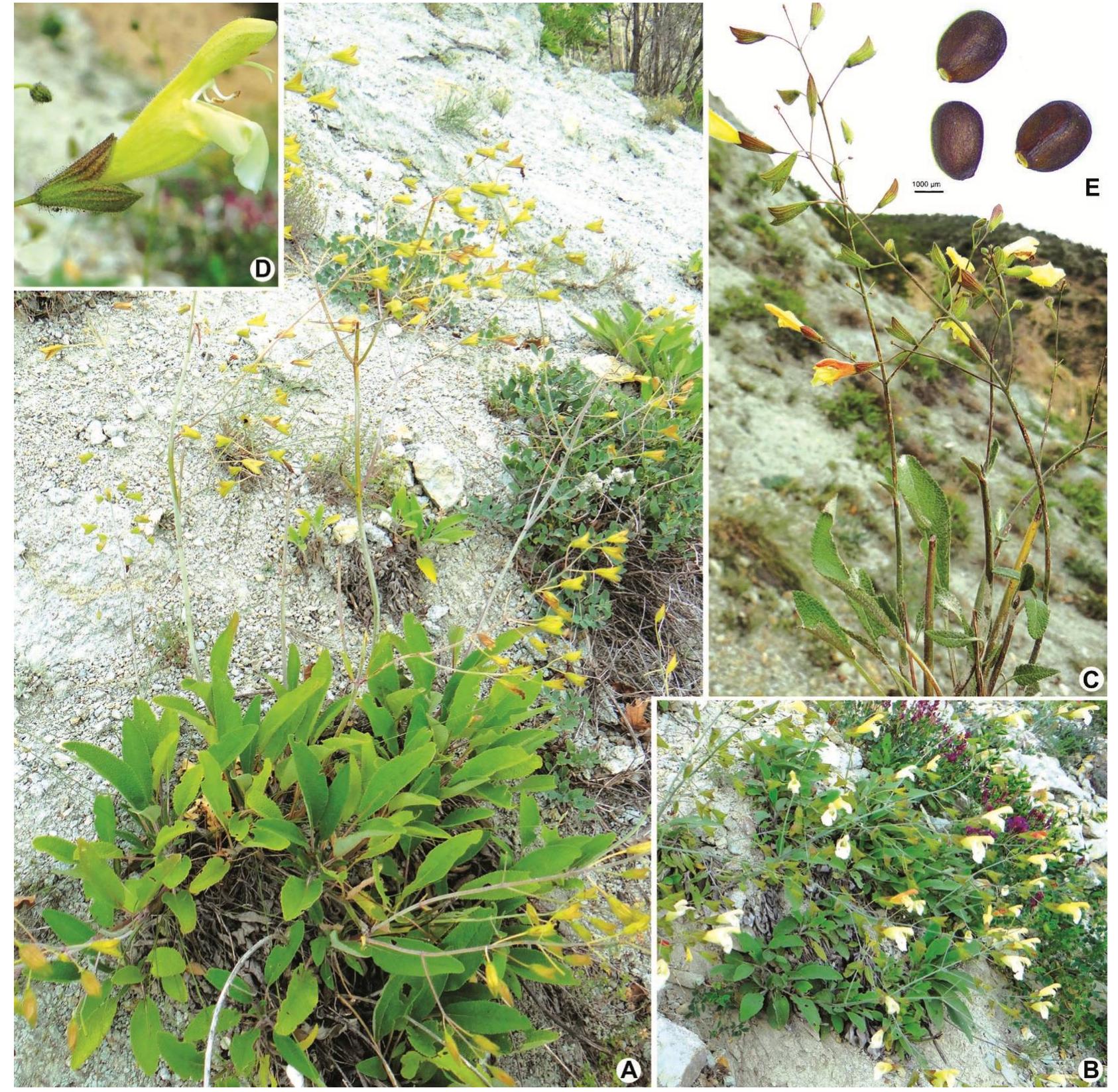 Fig. 1. Salvia divaricata subsp. artvinense. A-B. Habit. C. Inflorescence peduncle and floral bracts. D. Calyx lobes and corolla color. E. Nutlets. Scale bar: 1000 um.  obtuse, margin crenate, upper surface sparsely eglandular pilose, beneath densely tomentose (Fig. 3). Inflorescences an elongate, widely branched panicle, peduncles 4.5—9 cm long. Verticillasters 2-4 flowered, clearly distant. Bracts and bracteoles absent or deciduous early at the development of the inflorescence. Pedicels 1.8-3 cm long, glabrous, rigid, erecto-patent. Calyx tubular- campanulate, green, tube 12-17 mm long, densely glandular pilose and sometimes a few eglandular villous hairs; upper lip obsoletely tridentate; calyx lobes acuminate, posterior lobe 3- veined, lobes 5—6 mm long. 