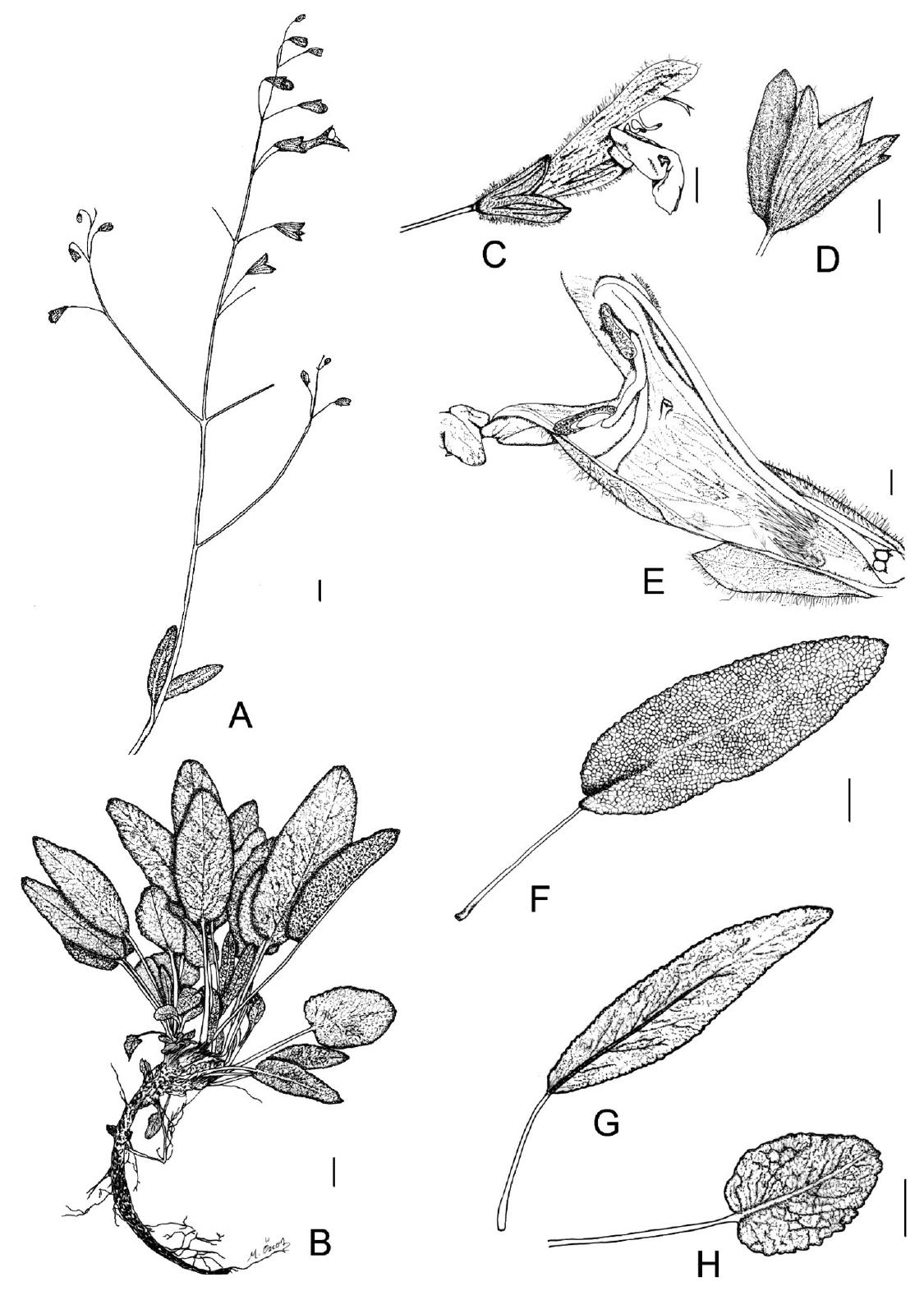 Fig. 2. Drawings. A. inflorescens. B. basal leaves. C. flower. D. calyx. E. dissected flower. F-G. different type leave. Scale bars: A, B, D, F, G, H= 1 cm. C=5 mm. E= Imm, illustrations were drawn from the holotype (O.Emin 16896) by Dr. Melahat Ozcan.  filaments 0.8-1 cm long; connectives 3-4 mm long. Style 2.5—3.5 cm long, pubescent. Stigma forked. Seed 69-78,5 x55-62 mm, pale or dark, black, brown, hilum 15-19 mm. 