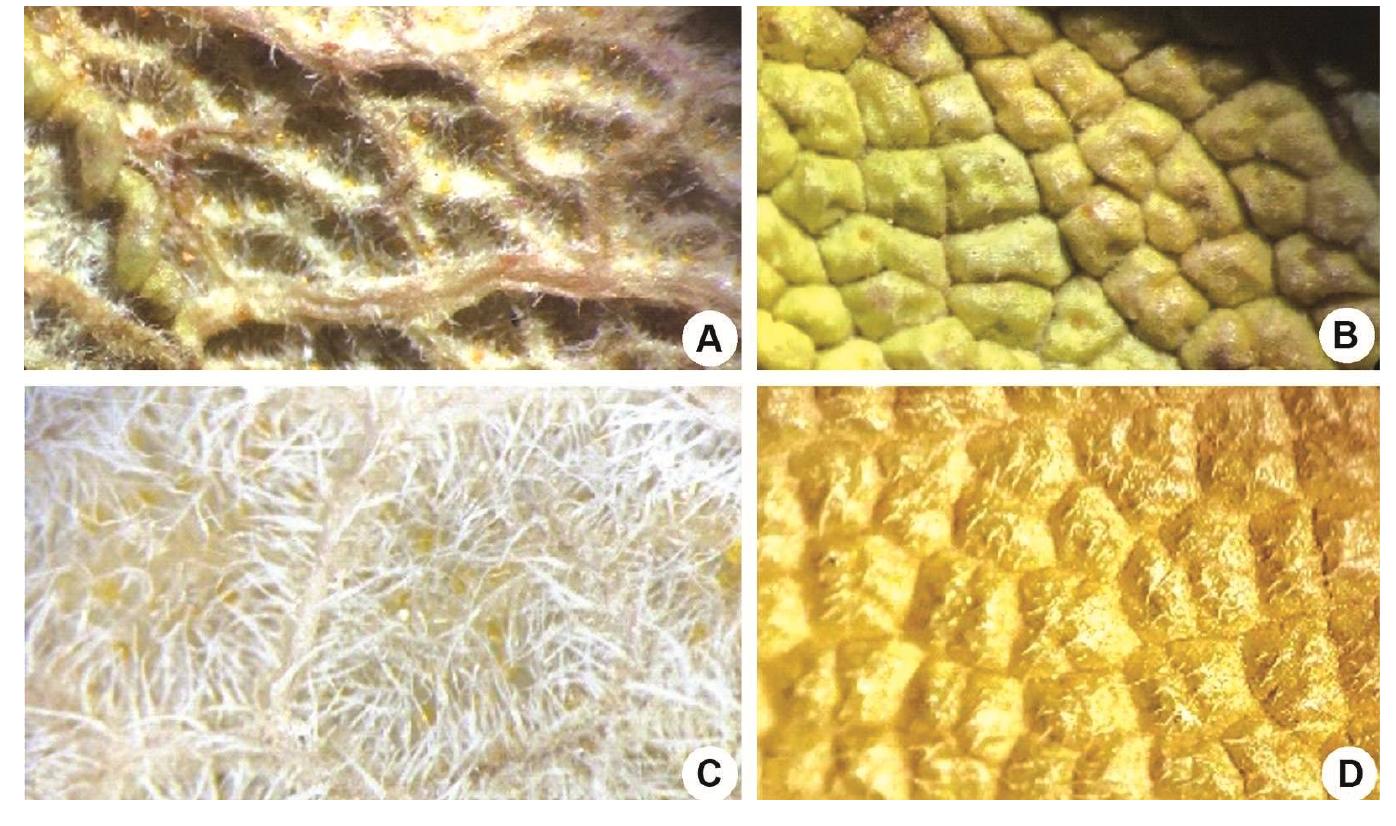Fig. 3. Difference of leaf types between S. divaricata (A-B) and S. divaricata subsp. artvinense (C-D).  Conservation status: Only one populations with nearly 45 individuals of Salvia divaricata subsp. artvinense in Artvin were determined. The area of occupancy was 8 km? (less than 10 km”), extent of occurrence was 82 km’ (less than 100 km’) and continuing decline was observed, and number of mature individuals was 45 (less than 250). The population of the species is threatened by extinction because of road construction activities. Therefore, the threat category should be  assessed as Critically Endangered [CR: B1+2b (1,i1); C2a(i)] status IUCN, 2021). 