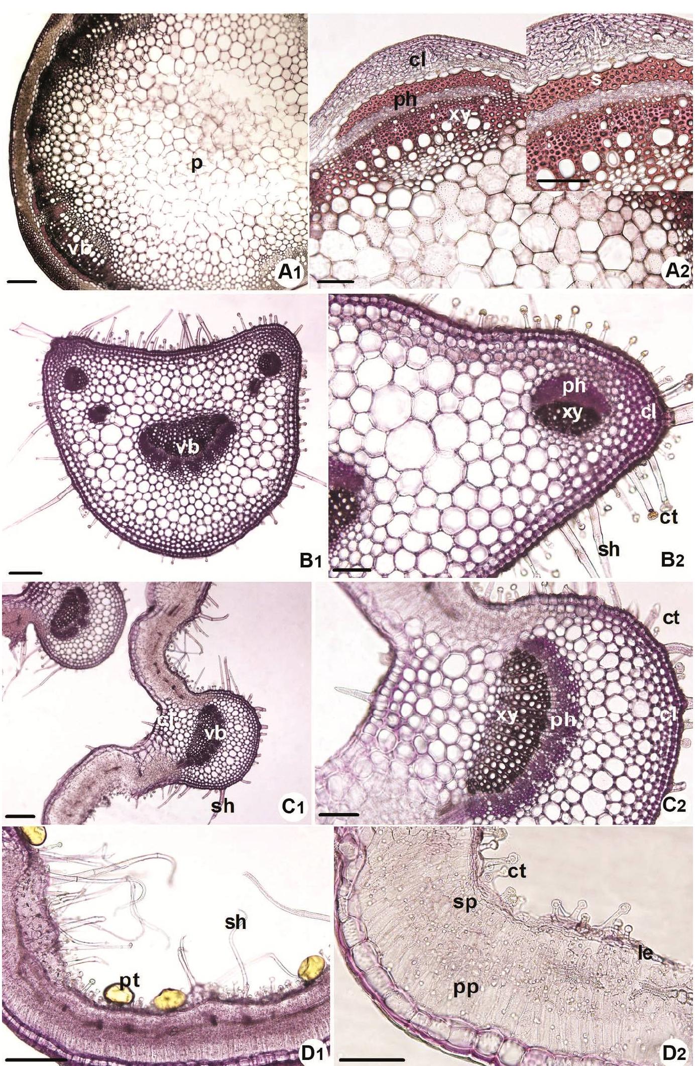 Fig. 4. Cross sections of S. divaricata subsp. artvinense. A. stem. B. petiole. C. leaf midrib. D. leaf lamina. 1: general appearance, 2: magnified part. Scale bars: 1 = 200 um. 2 = 100 um. cl: collenchyma, ct: capitate trichome, p: pith, ph: phloem, pp: palisade parenchyma, pt: peltate trichome, s. sclerenchyma, sh: simple trichome, sp: spongy parenchyma, ue: upper epidermis, xy: xylem, vb: vascular bundle. 