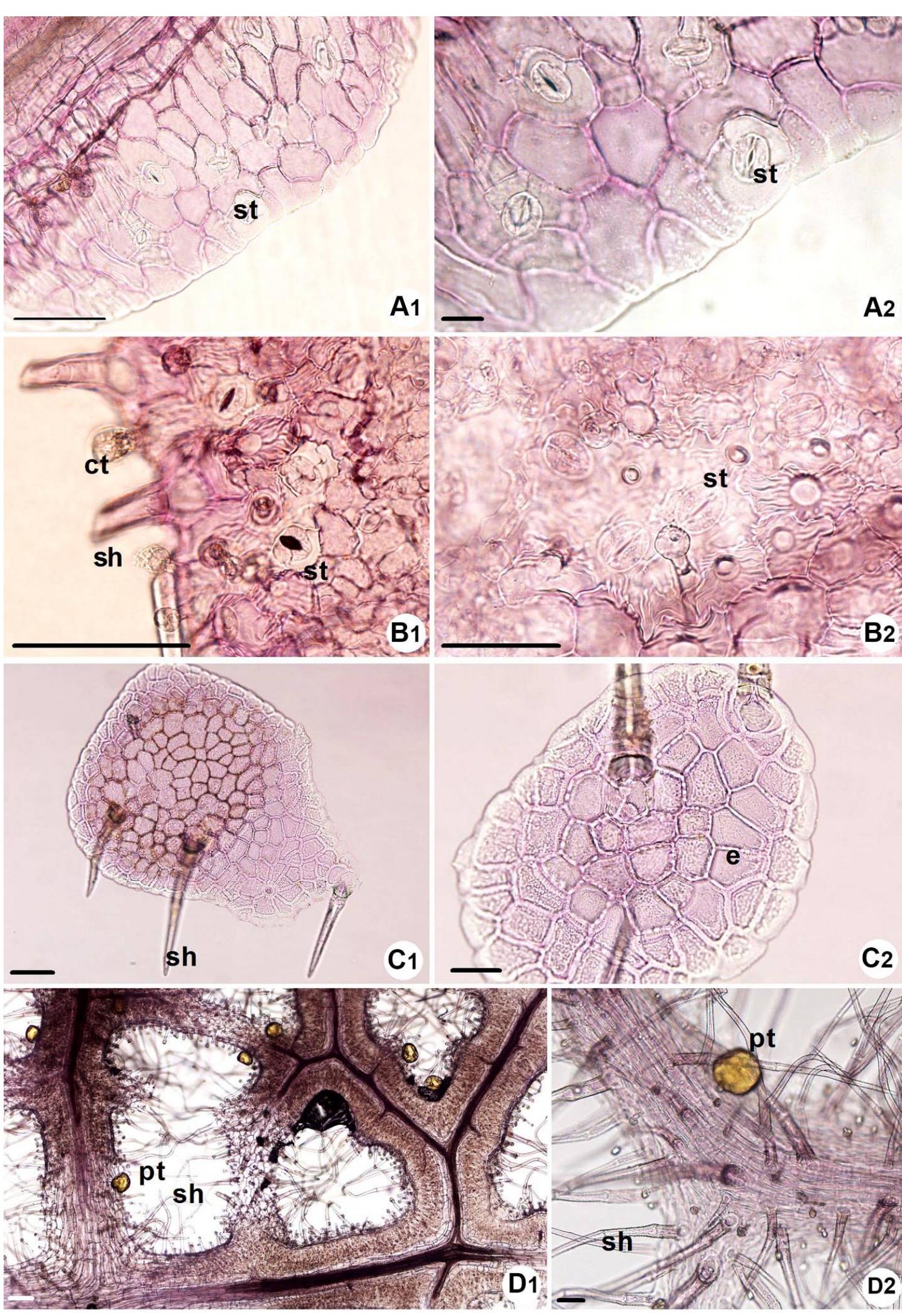 Fig. 5. Peripheral sections of Salvia divaricata subsp. artvinense. A. upper epidermis. B. lower epidermis. ¢ trichomes from upper epidermis. D. trichomes from lower epidermis. See Fig. 1 for abbreviations. Scal bars: A, B, C2, D2 = 50 um. C1, D1 = 100 um. 