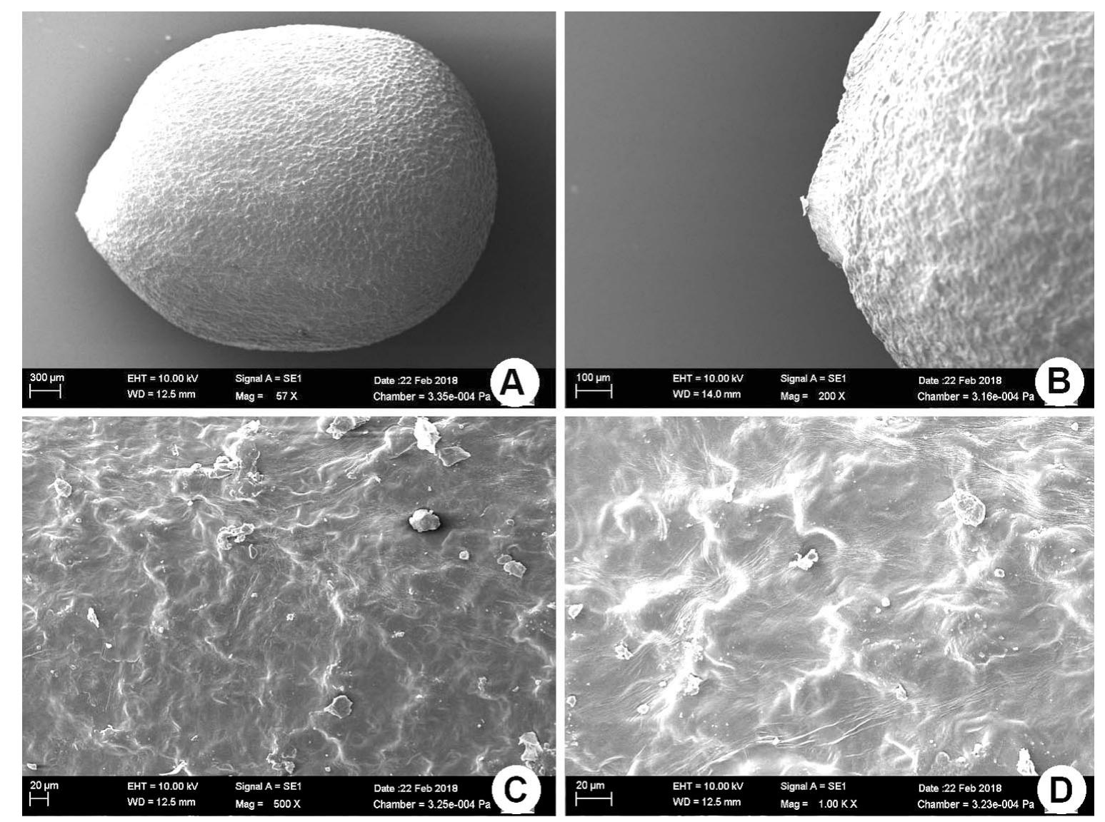 Fig. 7. Nutlet of S. divaricata subsp. artvinense. A. general appearance. B. 200X. C. 500X. D. 1000X 