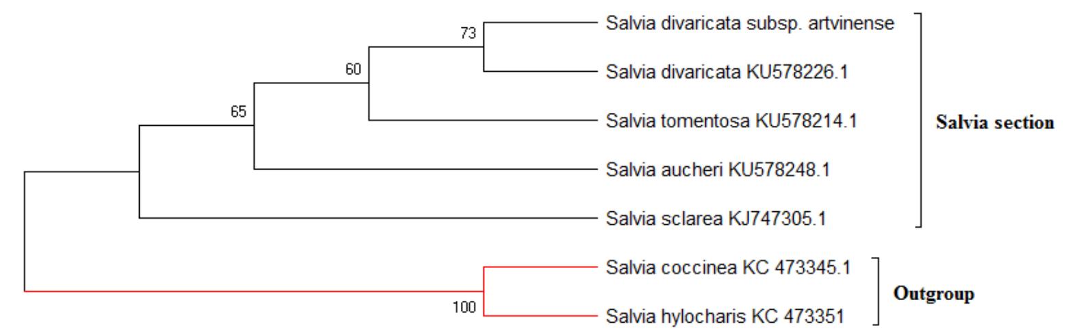 Fig. 8. Molecular phylogenetic relationship within Salvia with the maximum parsimony bootstrap support values.  types as parenchyma, 6-8 layers and collenchyma, only in the corners. Simple and multicellular trichomes are observed in epidermal layers. Cambium is indistinguishable. Large pith formed of thin walled big parenchymatic cells in the pith of stem. Our findings about stem chracteristics are similar to the reports for S. sclarea (Ozdemir and Senel, 1999) and S. divaricata (Polat et al., 2017). 