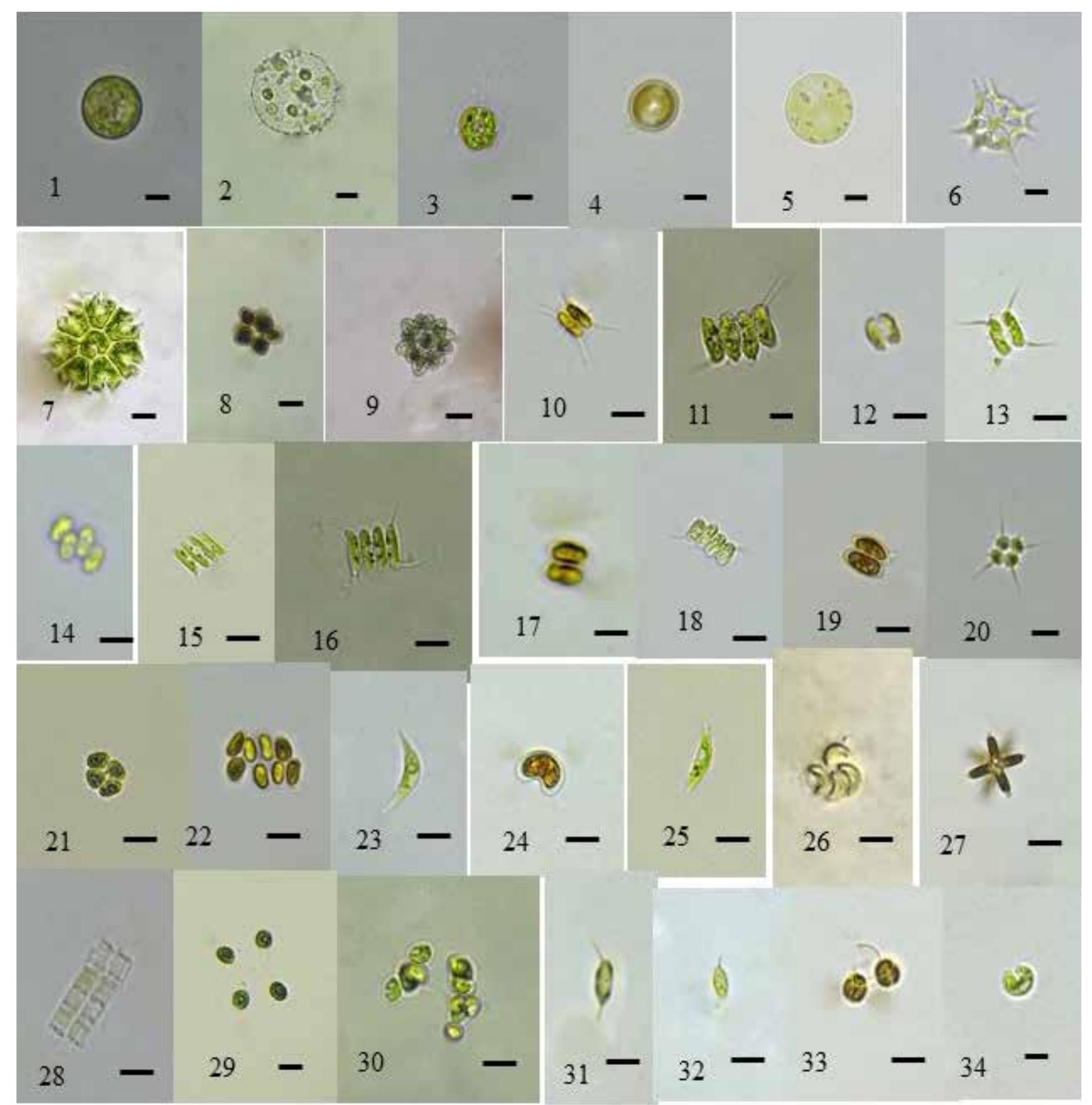 (PDF) Algal Diversity in Deepor Beel of Assam: A Ramsar Site of North ...