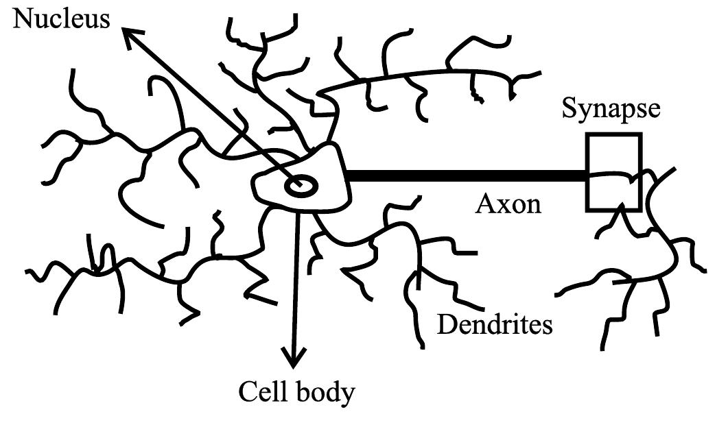 Simplified Neuron Basic components of a neuron the basic building block of all