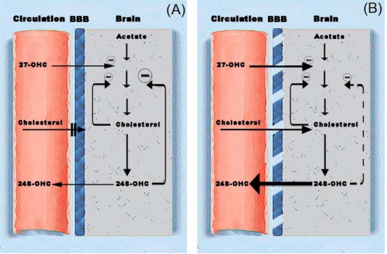(PDF) Increased flux of the plant sterols campesterol and sitosterol ...