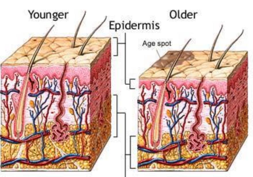 (PDF) Skin Anatomy and Physiology