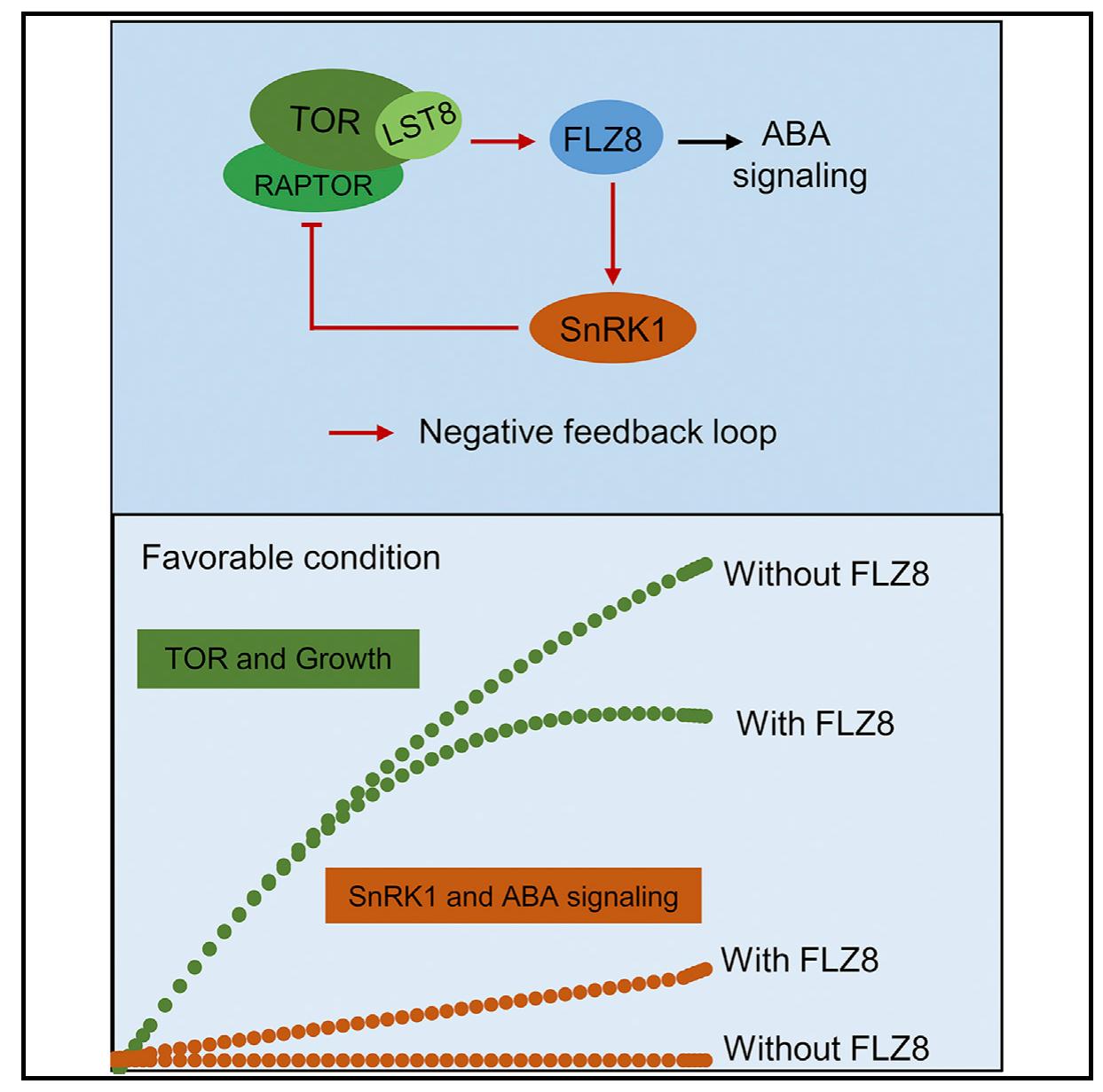 (PDF) A negative feedback loop of TOR signaling balances growth and ...
